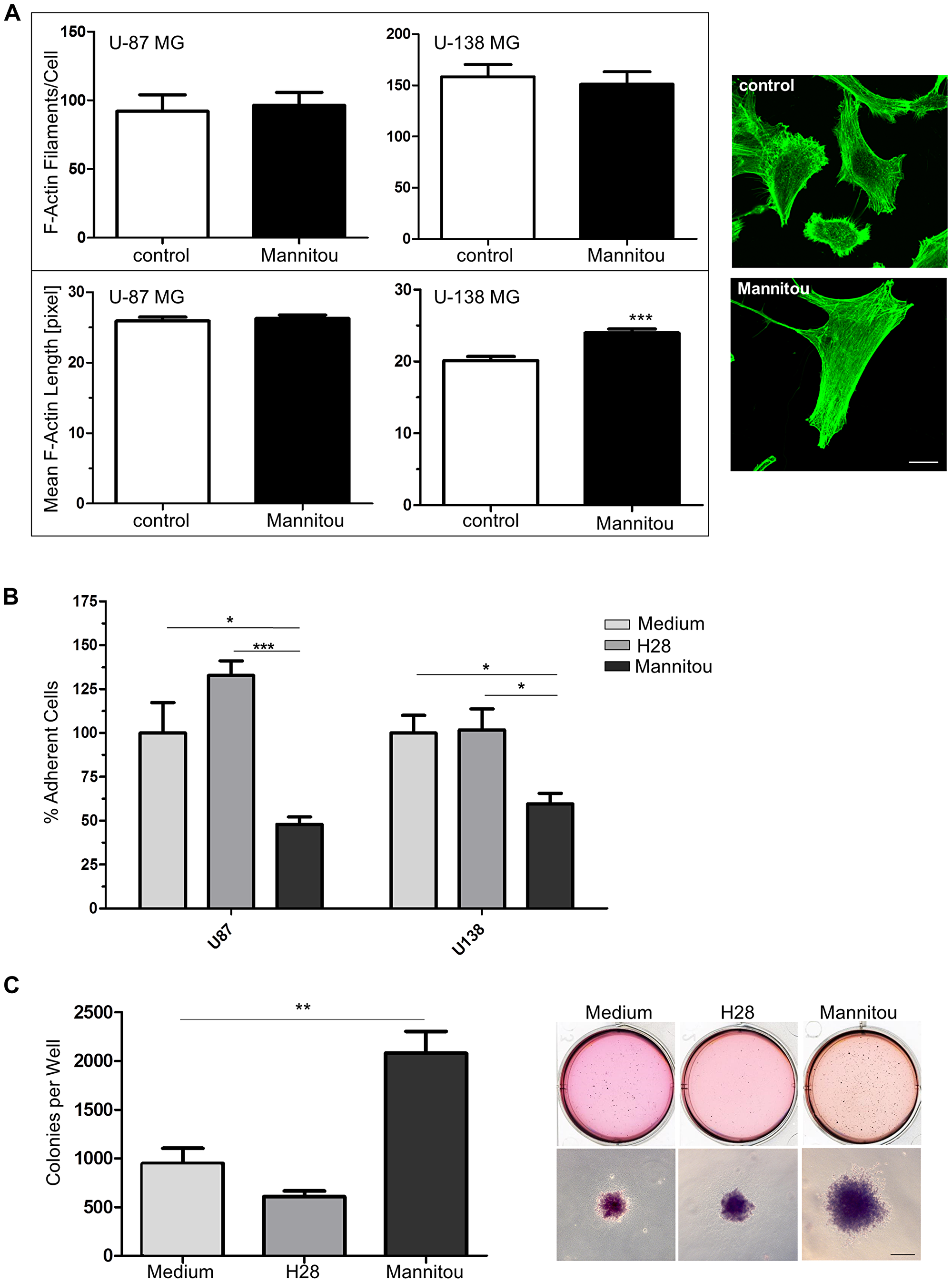 Mannitou antibody regulates actin cytoskeletal organization, cell adhesion and colony formation