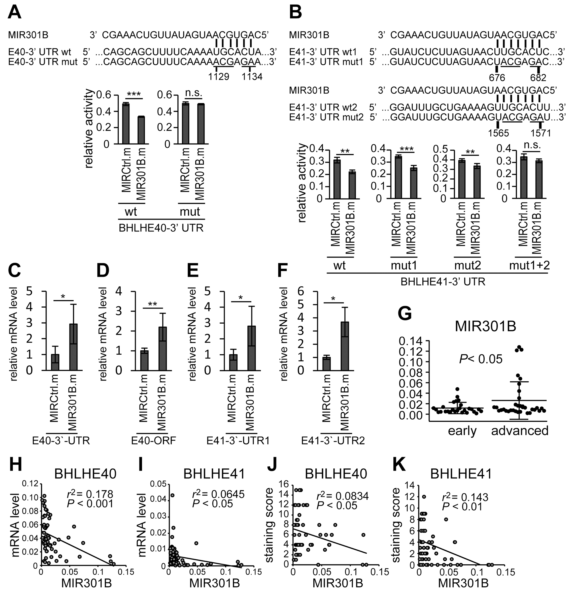 3’-UTRs mediated regulation of BHLHE40/41 expression by MIR301B