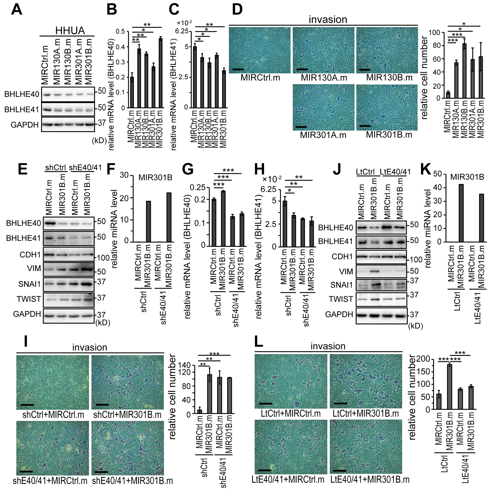 MIR130 family members enhanced EMT and invasion of EC cells by suppressing the protein expression of BHLHE40/41