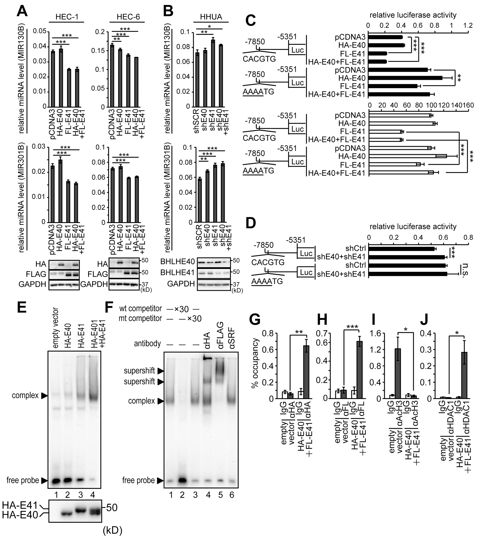 Identification of the BHLHE40/41-responsive site in the promoter of the MIR301B-MIR130B cluster