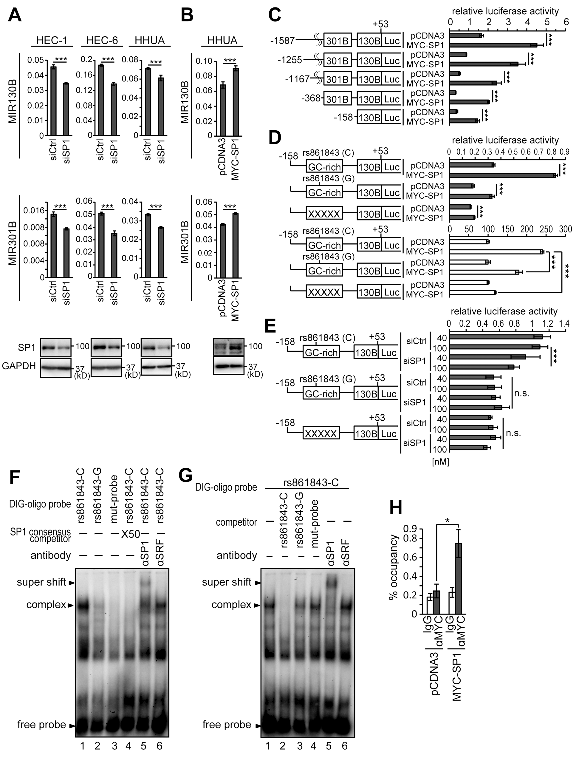 Identification of the SP1-responsive site in the promoter of the MIR301B-MIR130B cluster