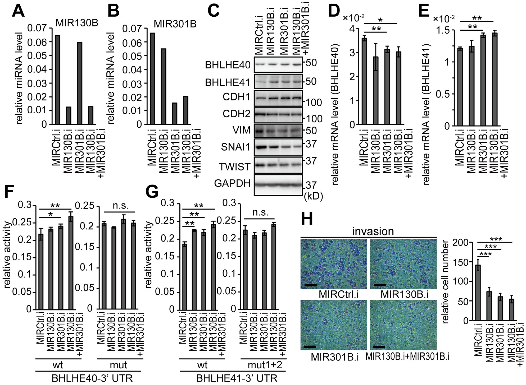 Inhibition of MIR130B and MIR301B enhanced the protein expression of BHLH40/41 and suppressed EMT in EC cells