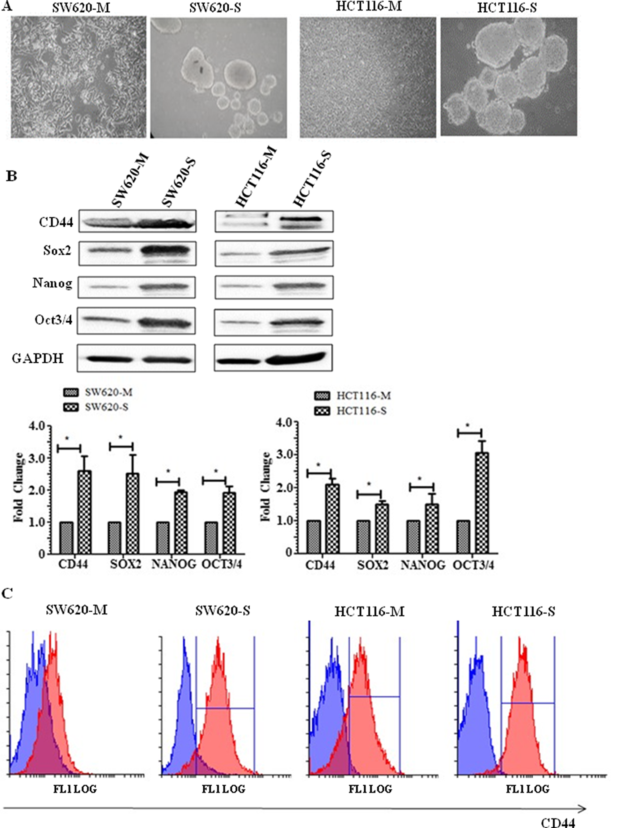 Spheroid cells display stem-like properties.