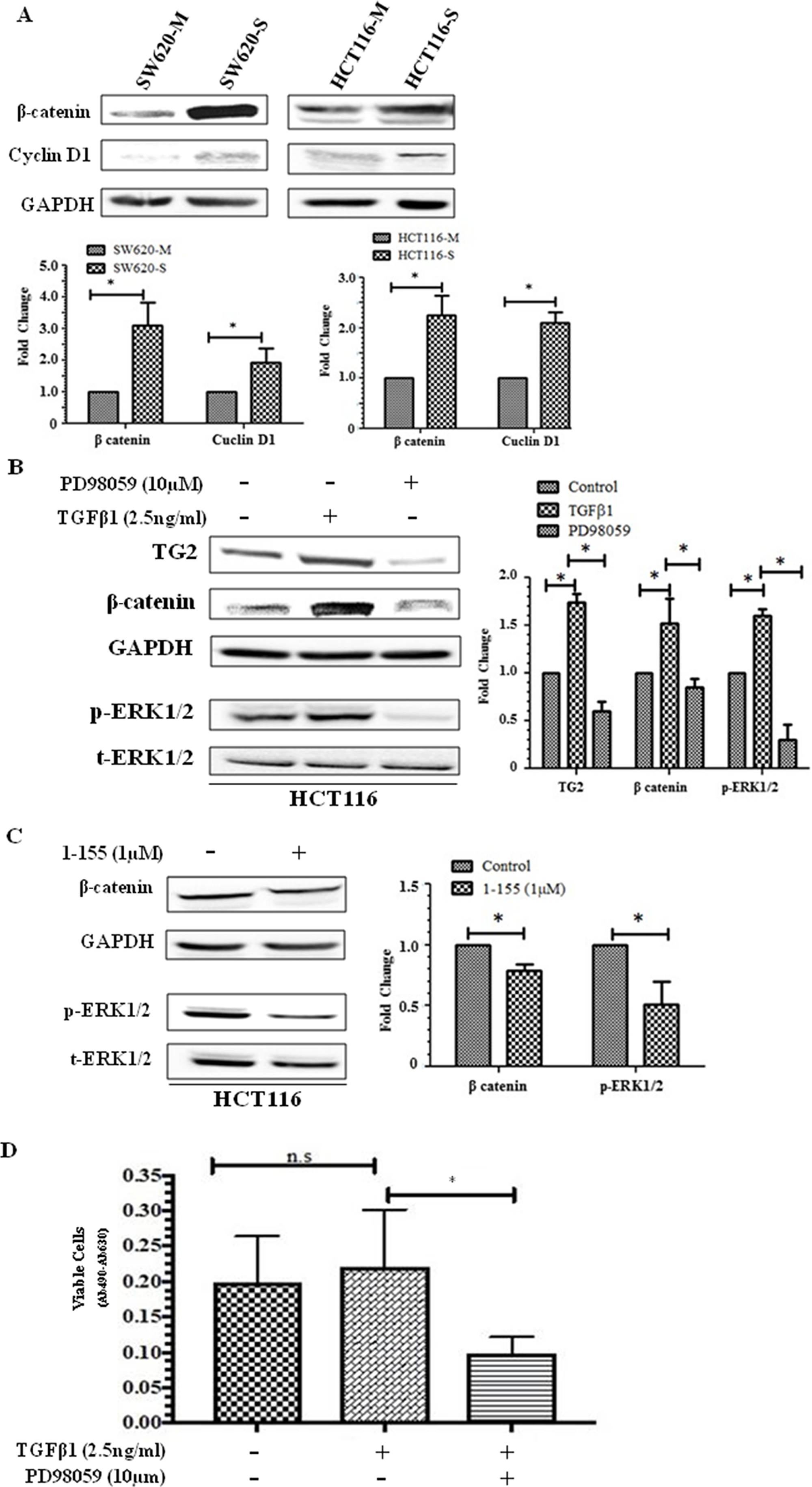 Importance of β-catenin in CSC spheroid formation.
