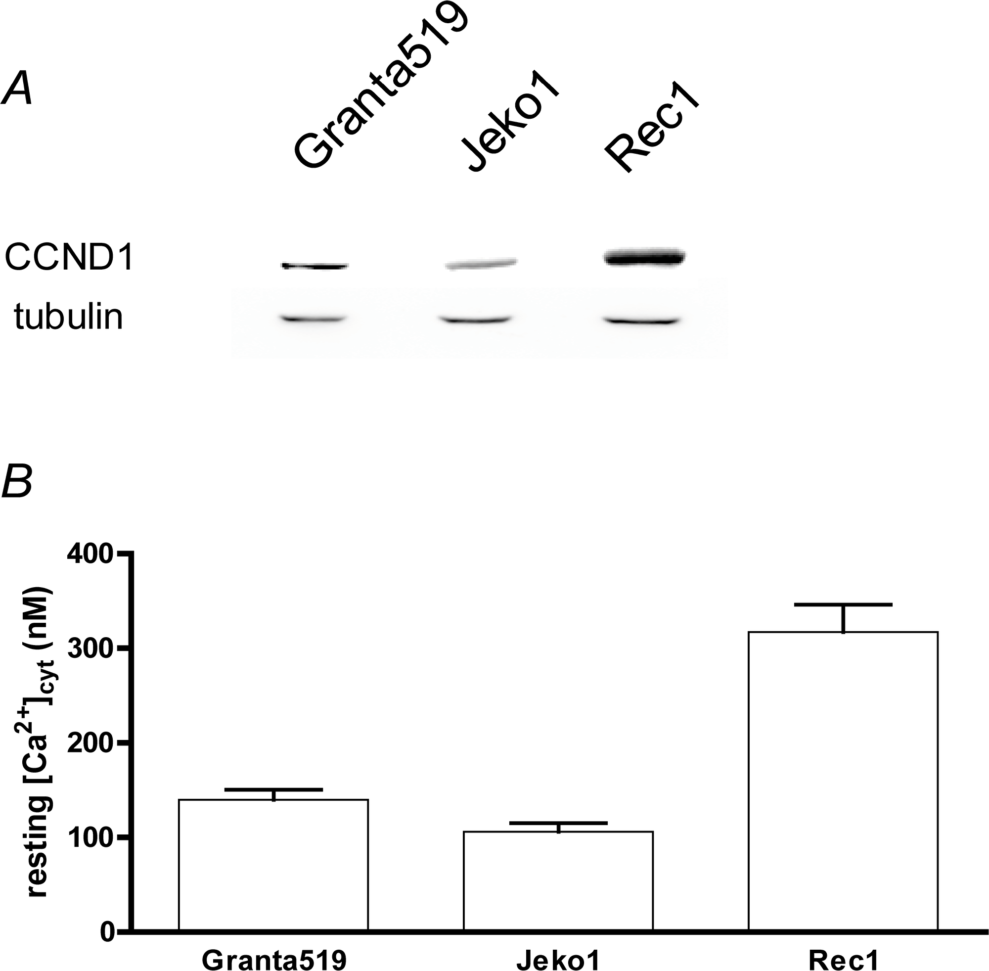 MCL cell lines express Cyclin D1 and can show an increased resting [Ca2+]cyt.