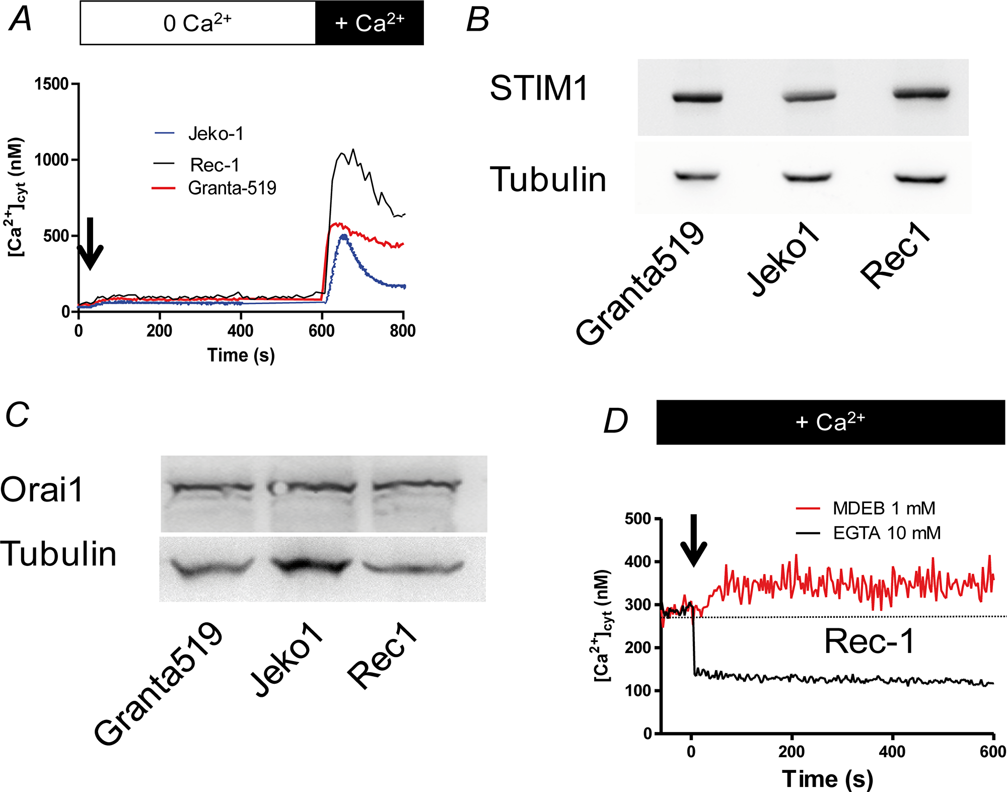 The SOCE is large in MCL cell lines.