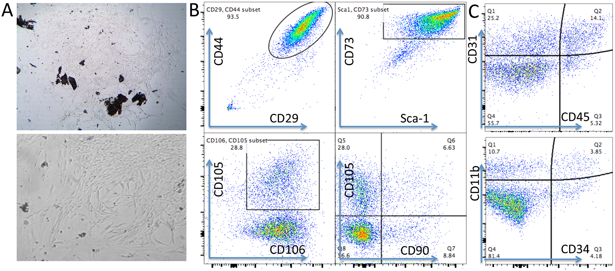 Phenotypes of mouse CB-MSCs.