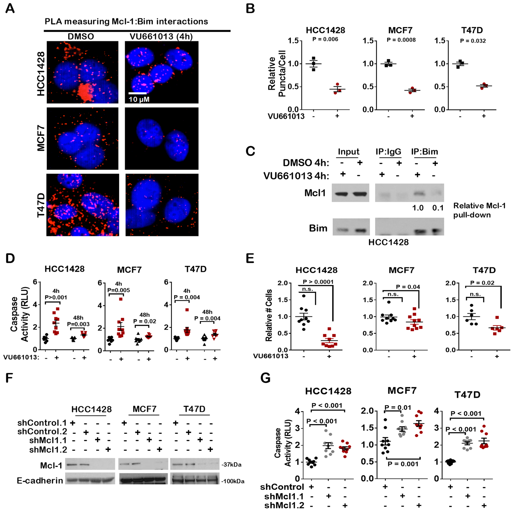 The novel Mcl-1 inhibitor VU-661013 bocks Mcl-1 BIM interaction and induces apoptosis in ER+ breast cancer cells