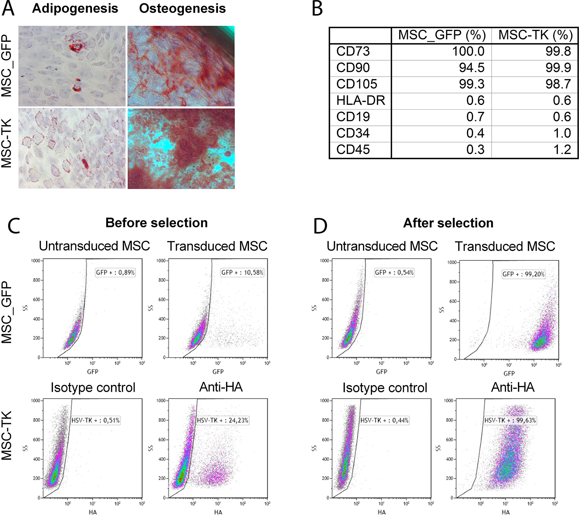 Characterization of transduced MSCs by in vitro differentiation assay and flow cytometry