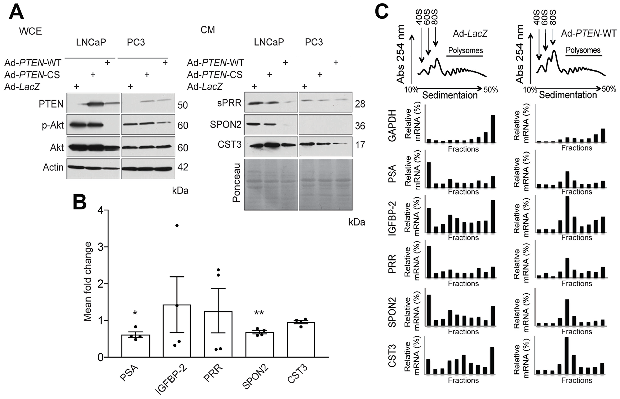 PTEN regulates expression of secreted factors at the translational and transcriptional levels.
