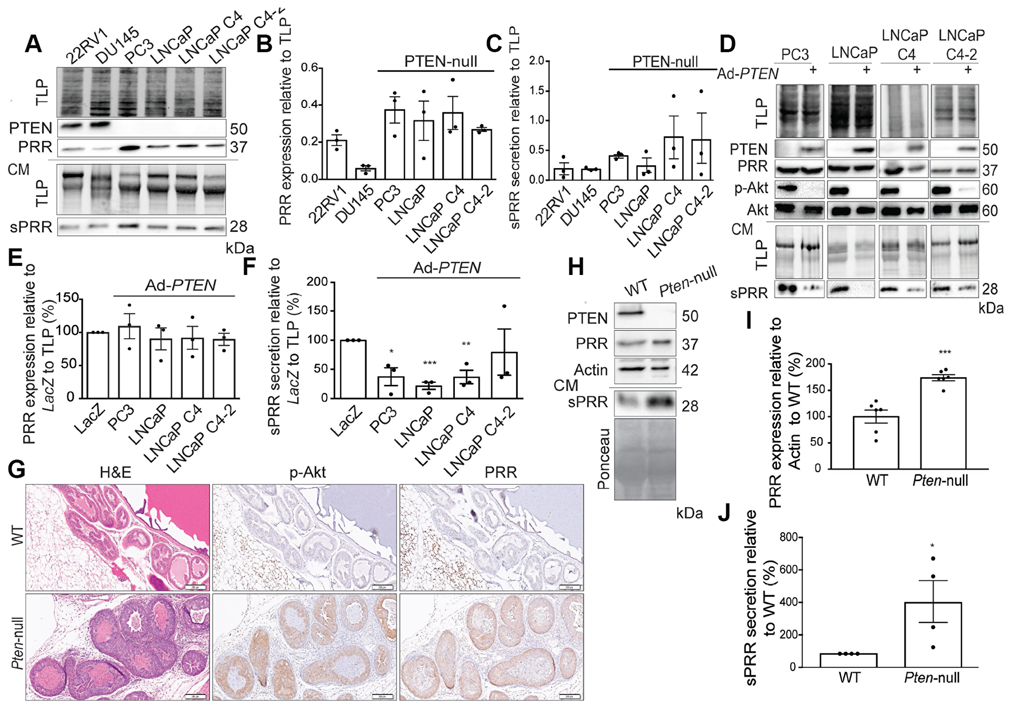 PTEN downregulates PRR expression and sPRR secretion.