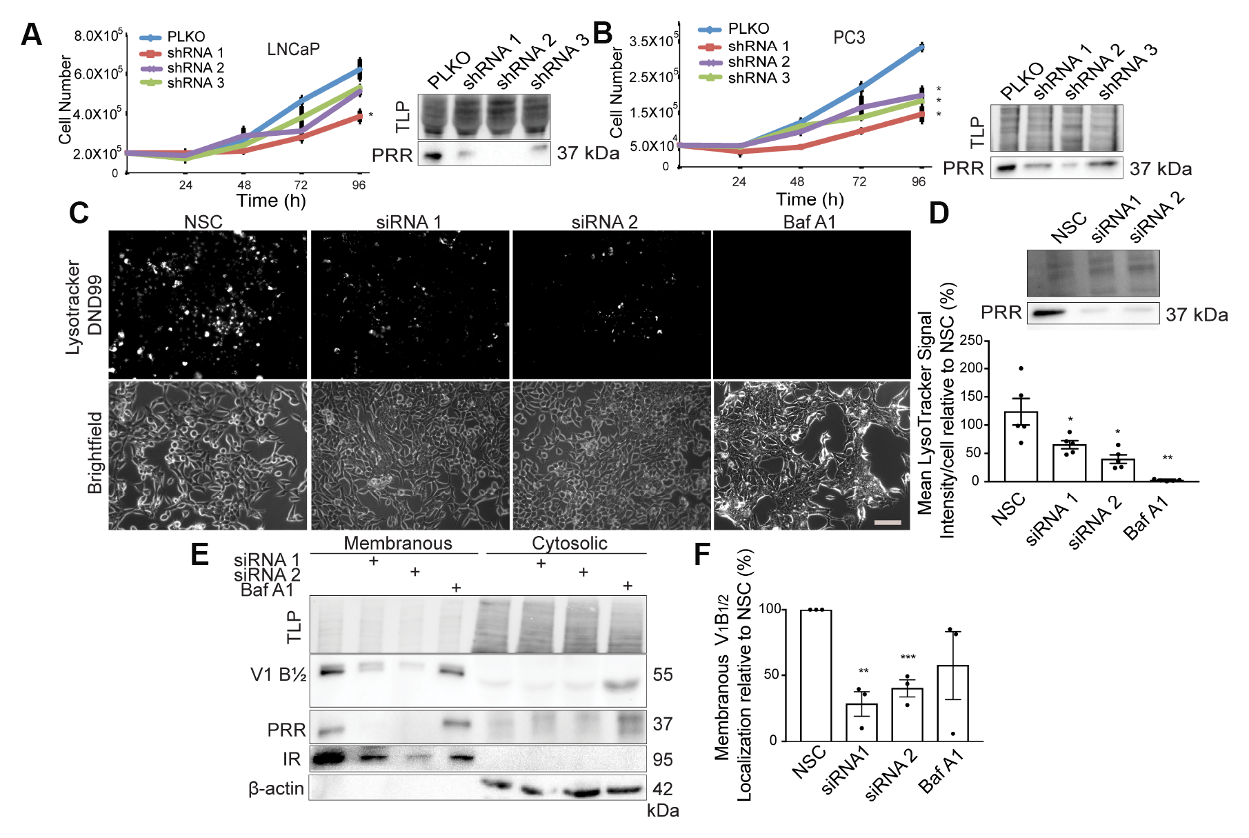 Downregulation of PRR results in a decrease in cell growth and V-ATPase activity.