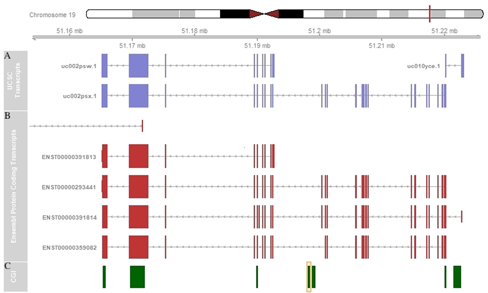 SHANK1 schematic representation.