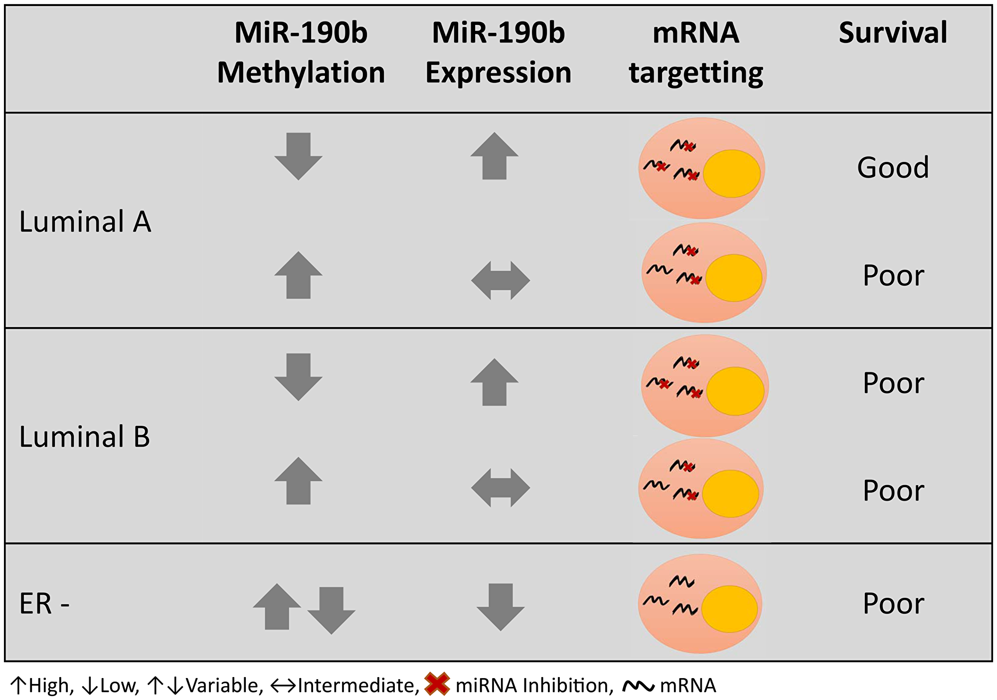 Graphical summary of miR-190b methylation and expression in different breast cancer subtypes and prognosis.