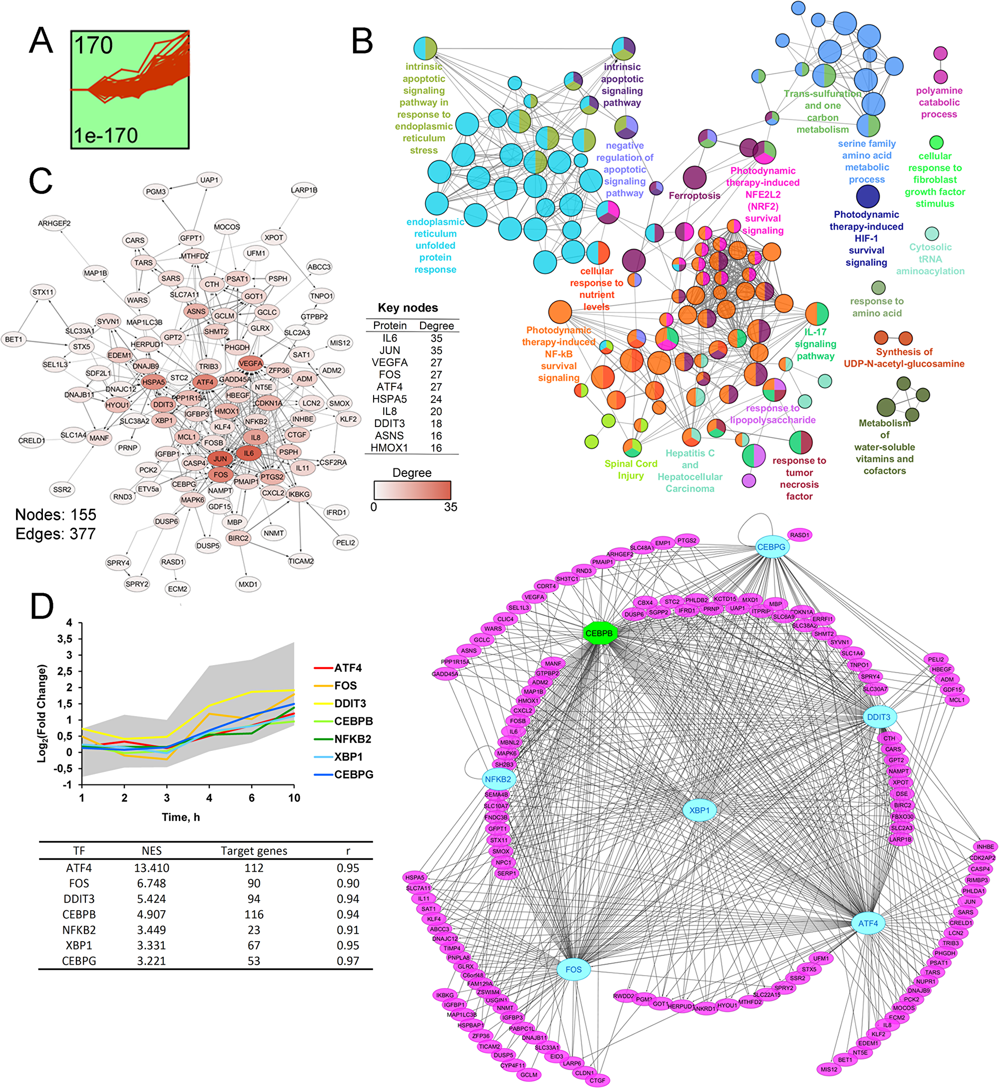 STEM clustering of DEGs revealed that co-expressed genes from Cluster 1 are mainly involved in regulation of ER homeostasis. (A)