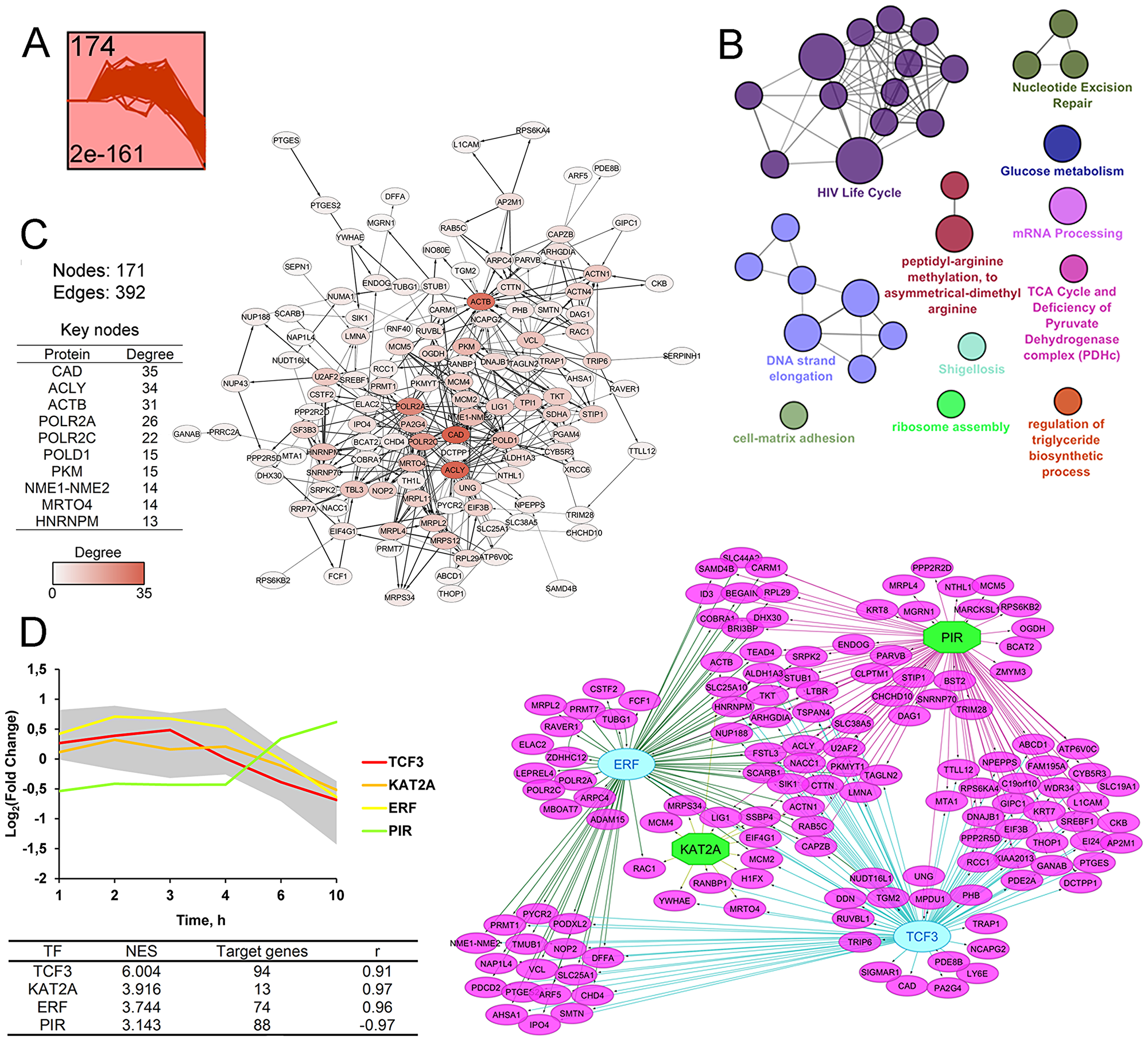 STEM clustering of DEGs revealed that co-expressed genes from Cluster 2 are mainly involved in regulation of cellular proliferation