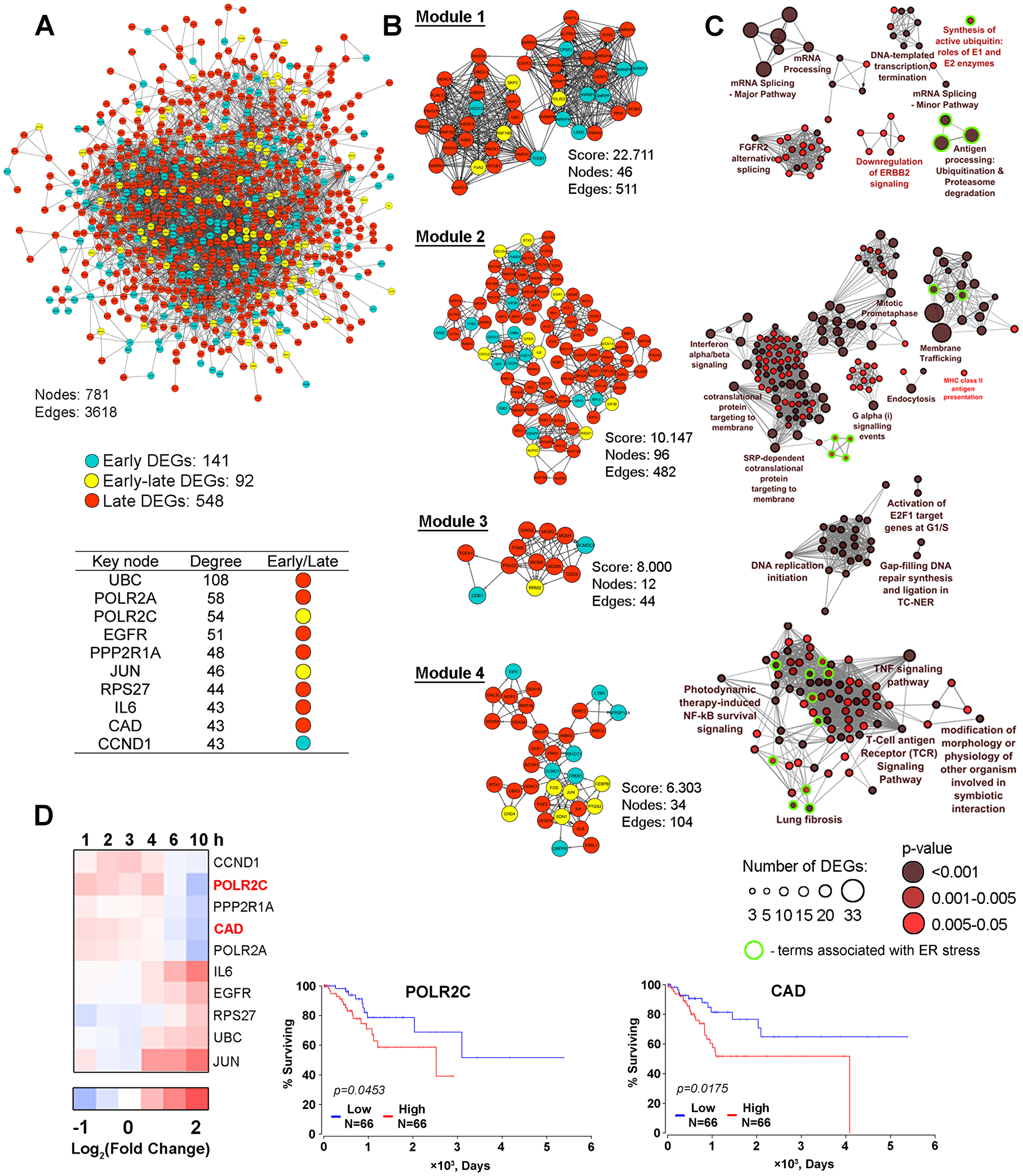 The protein-protein interaction network