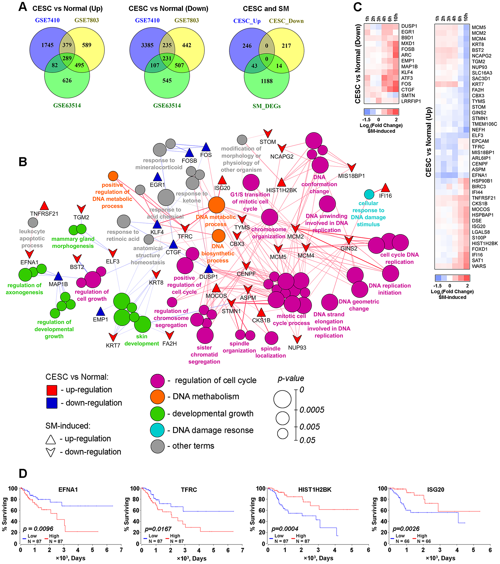 SM reversed expression of genes playing a crucial role in the vitality of cervical cancer cells