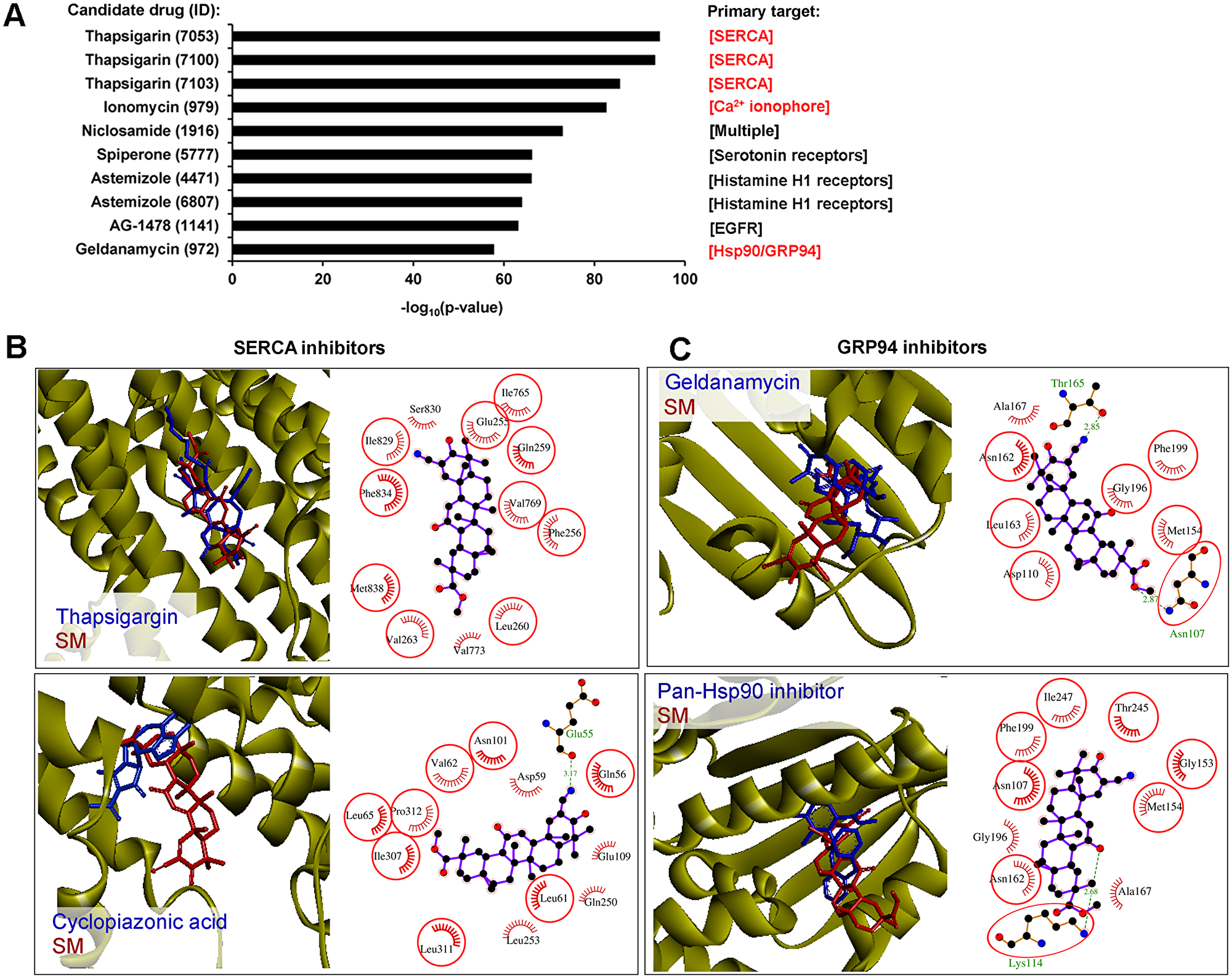 SERCA and GRP94 could be considered as probable direct targets of SM