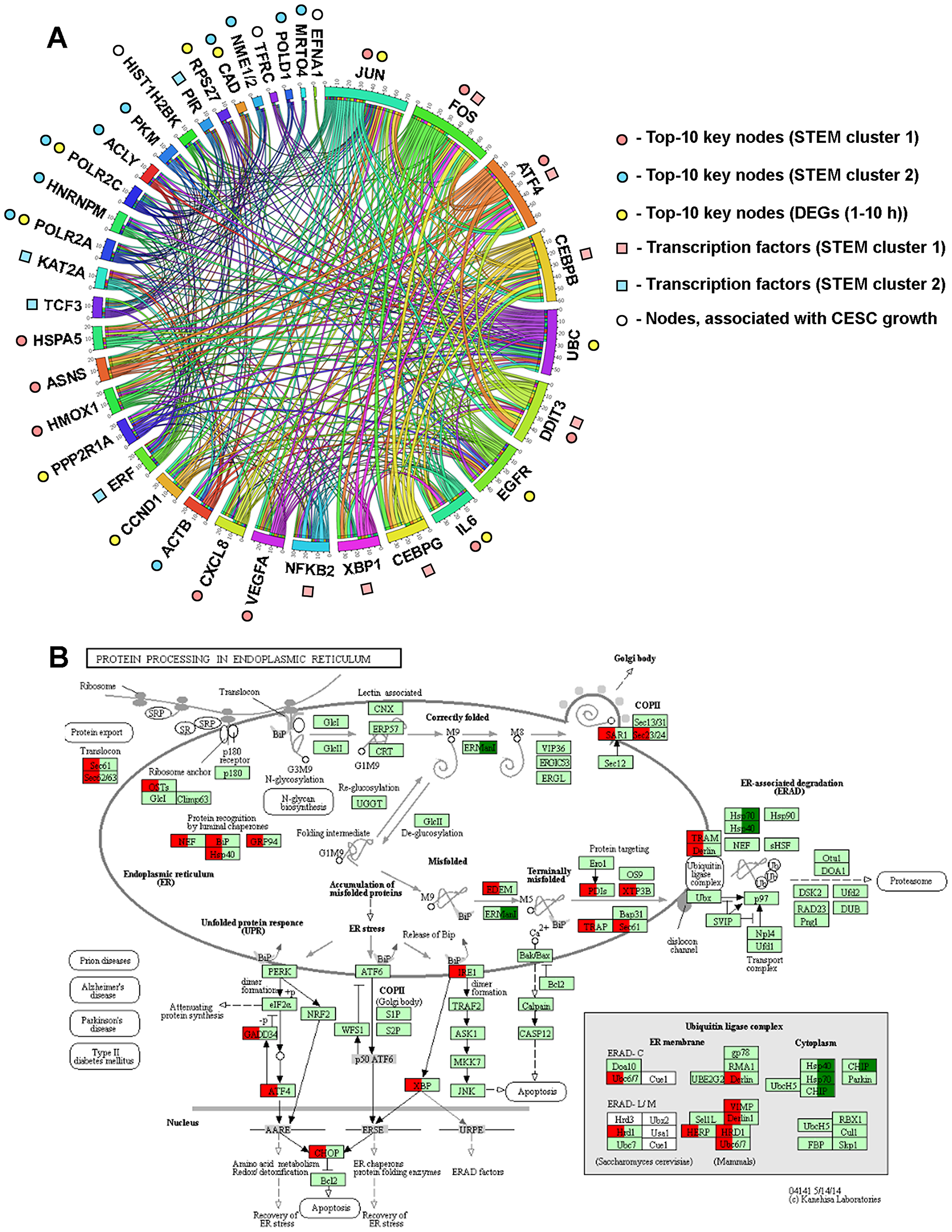Dysregulation of ER homeostasis is a central event triggered by SM in KB-3-1 cells