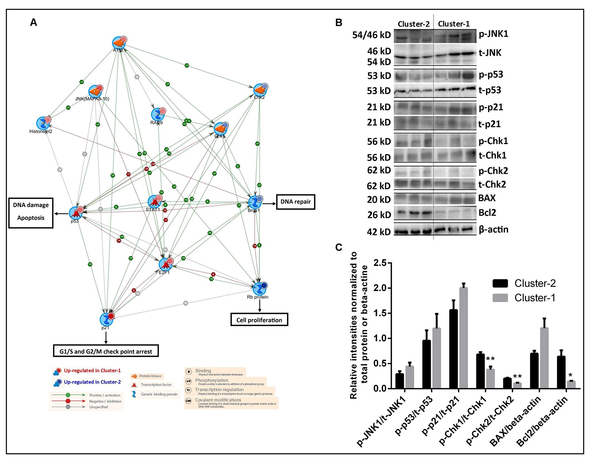 Delineation of signal transduction networks and determination of chemosensitivity of two AML clusters.
