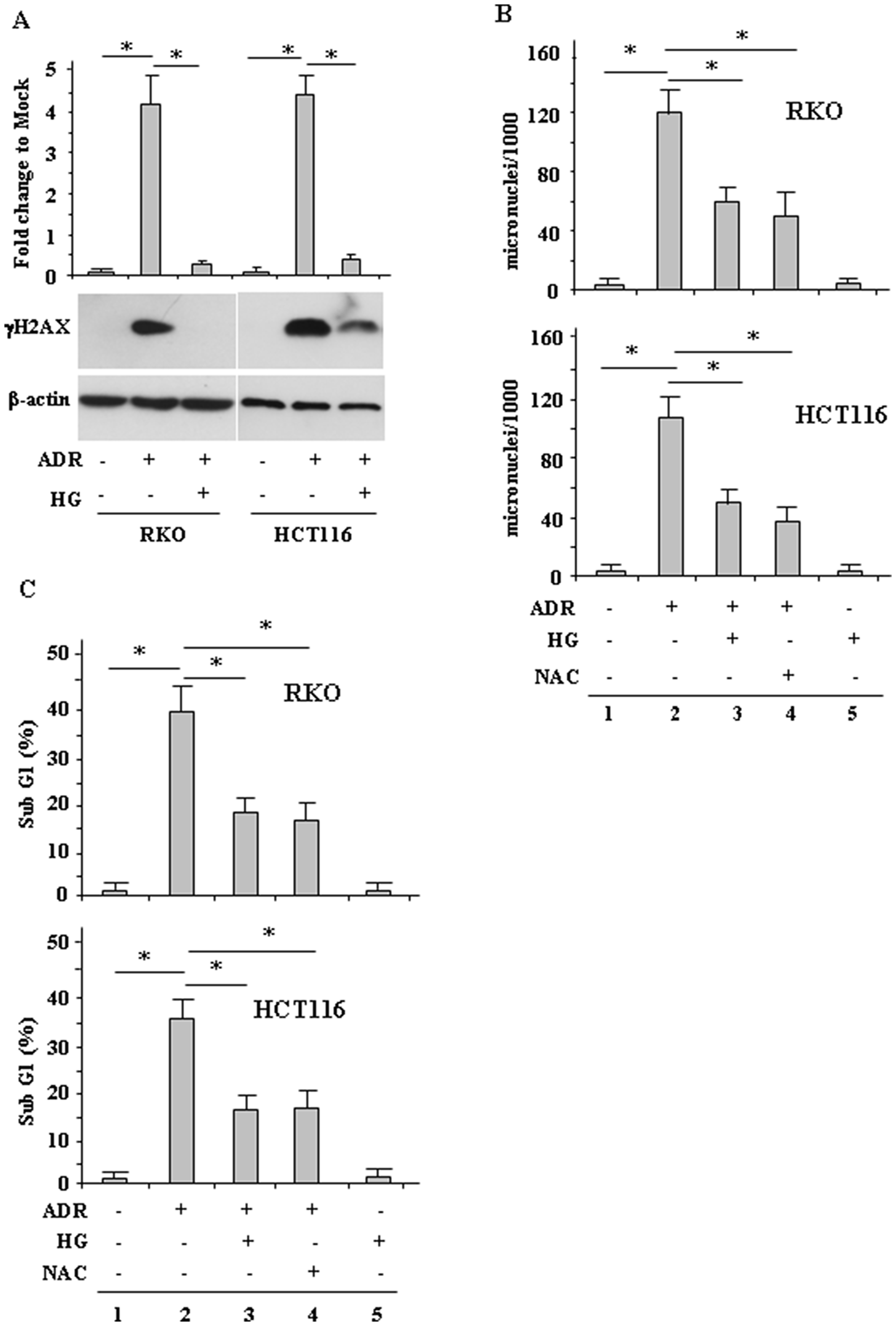 HG reduces ADR-induced DNA damage.
