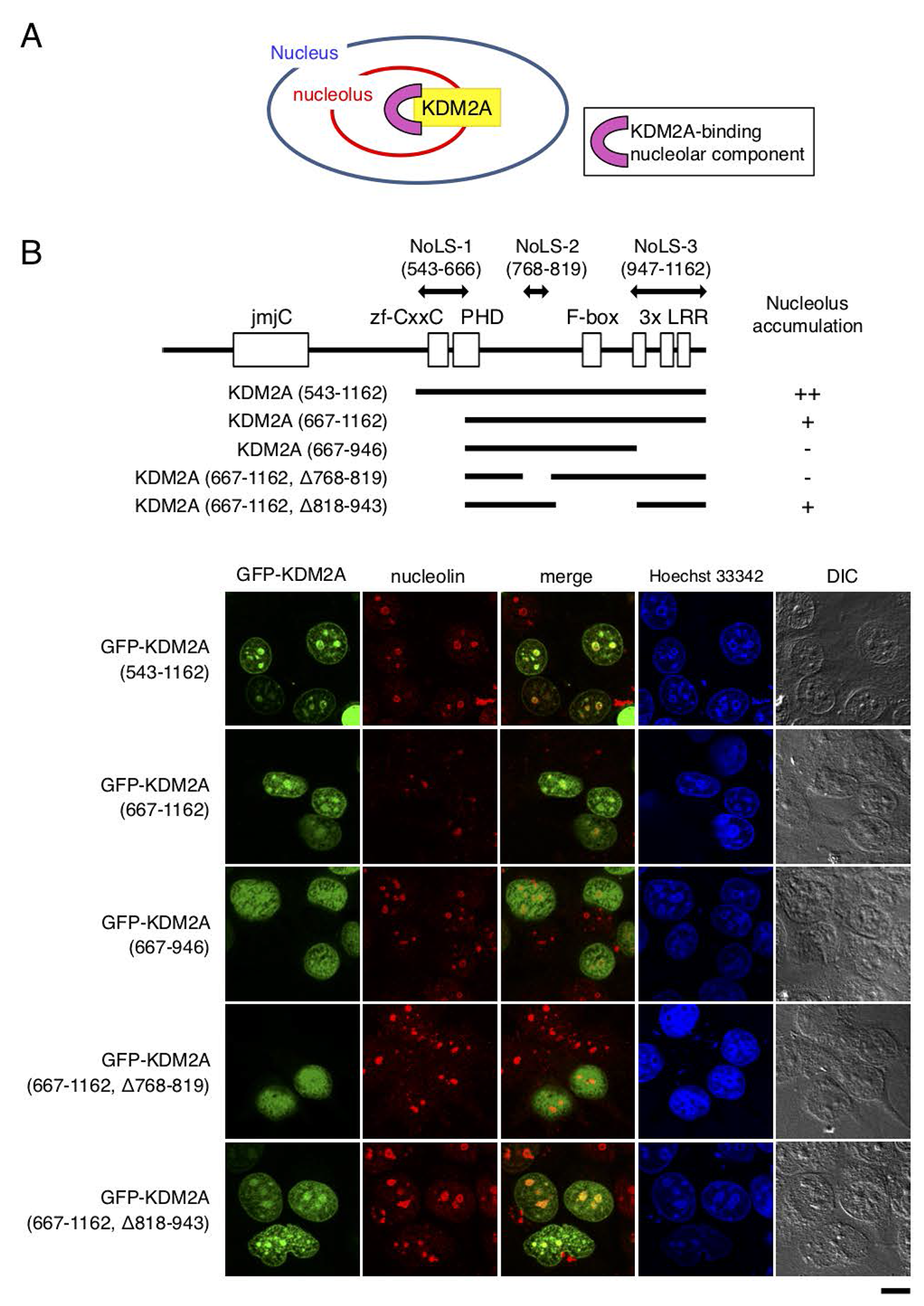 Regions responsible for nucleolar localization of KDM2A.