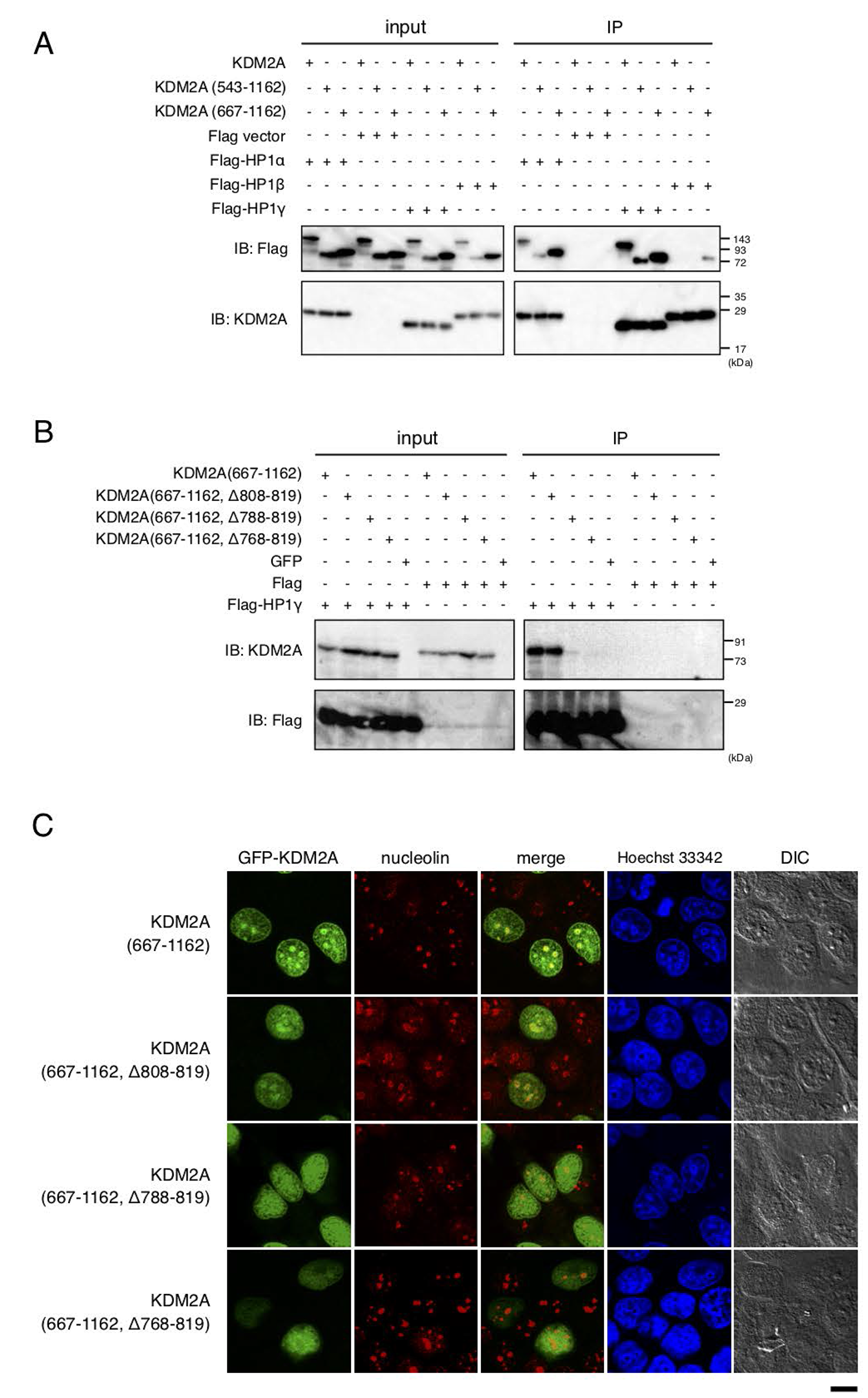 HP1-binding to KDM2A through a nucleolar localization sequence (NoLS-2).