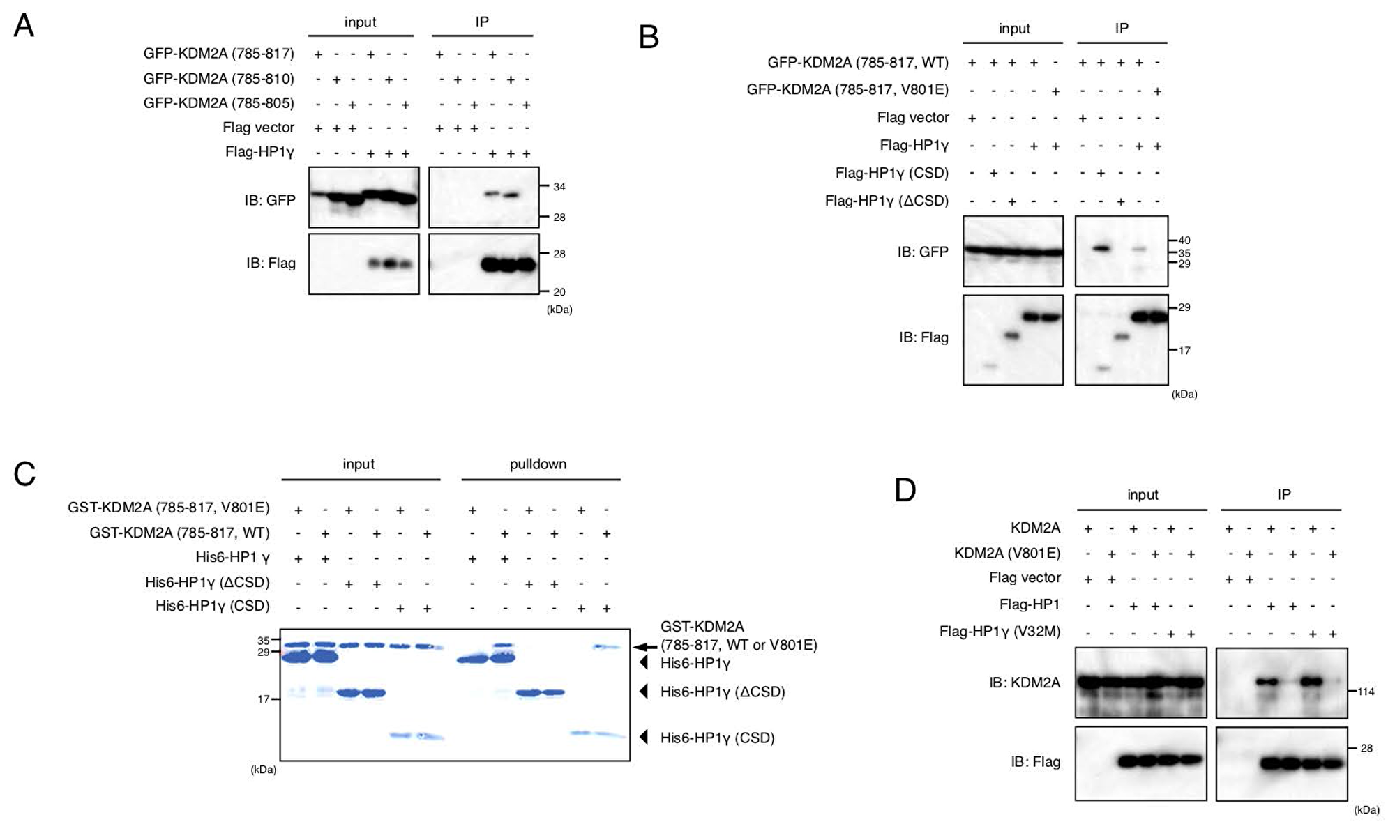 Valine 801 of KDM2A has a critical role in binding of KDM2A to HP1.