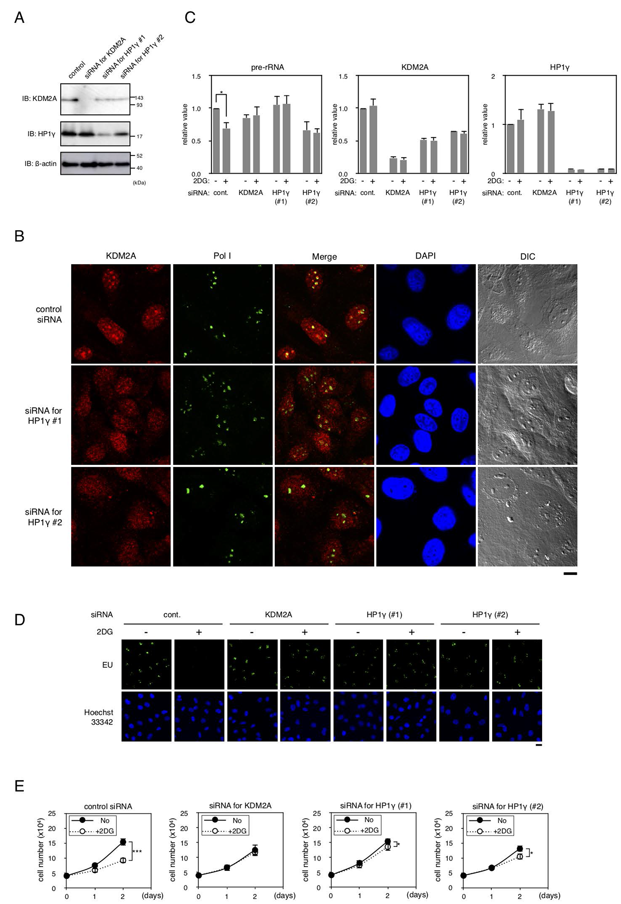 Effects of HP1γ on KDM2A activities in MDA-MB-231 cells.