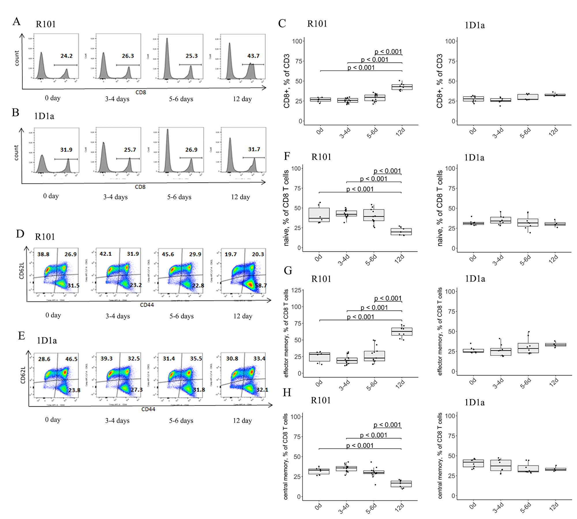 (A–C) Flow-cytometric analysis of expression of CD8 and activation markers CD44 and CD62L on splenic T lymphocytes on days 0, 3-4, 5-6, and 12 after immunization. The expression of CD8- on CD3-gated lymphocytes was defined in the spleen of WT (A, C) and Tg (B, C) mice. (A, B) Data from one representative staining are shown. (C) The box plot shows the relative number of CD8+ T cells in the spleen of R101 (left) and 1D1α (right) mice. (D–H) Flow-cytometric analysis of co-expression of CD44 and CD62L markers on the surface of the CD8 subset of T lymphocytes in the spleen of WT (D, F, G, H) and Tg (E–H) mice. Data from one representative staining are shown. The box plots show the distribution of cells with naive (CD44-CD62L+) (F), effector memory (CD44+CD62L–) (G), and central memory (CD44+CD62L+) (H) phenotypes.