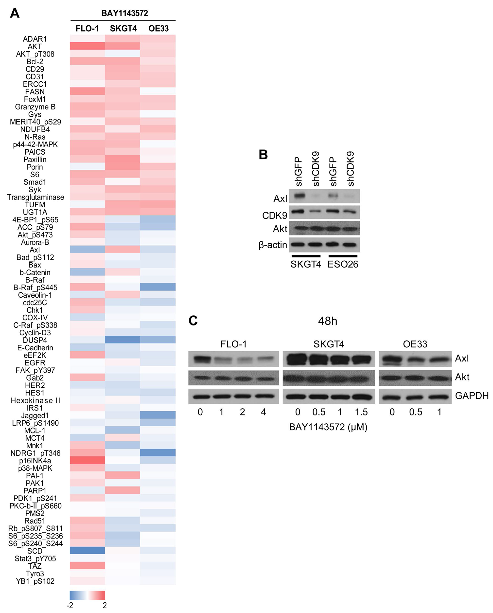 Effect of the CDK9 inhibitor on protein expression reverse phase array (RPPA) and identification of Axl as a novel downstream target of CDK9.