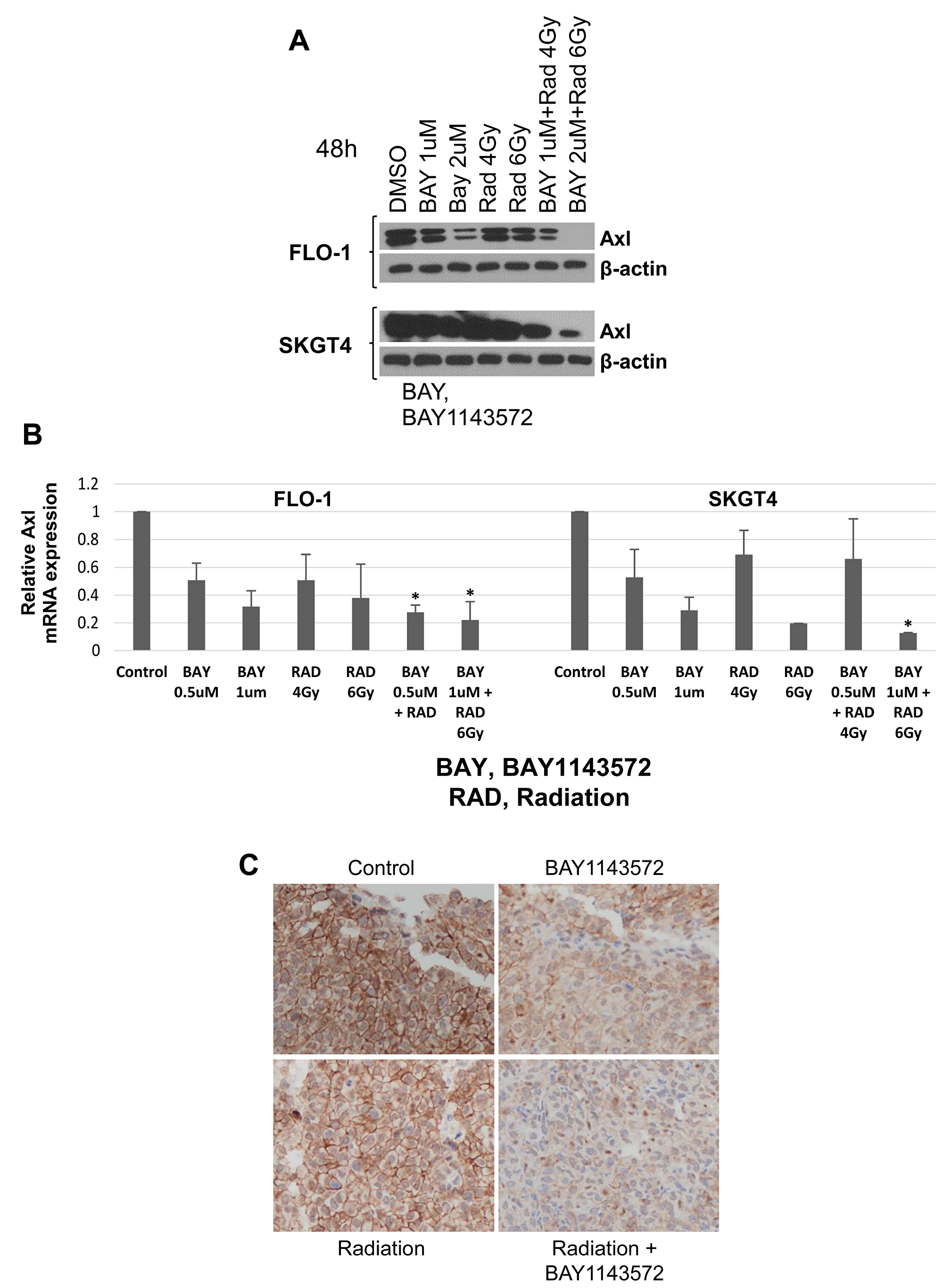Axl is a novel downstream target of CDK9.