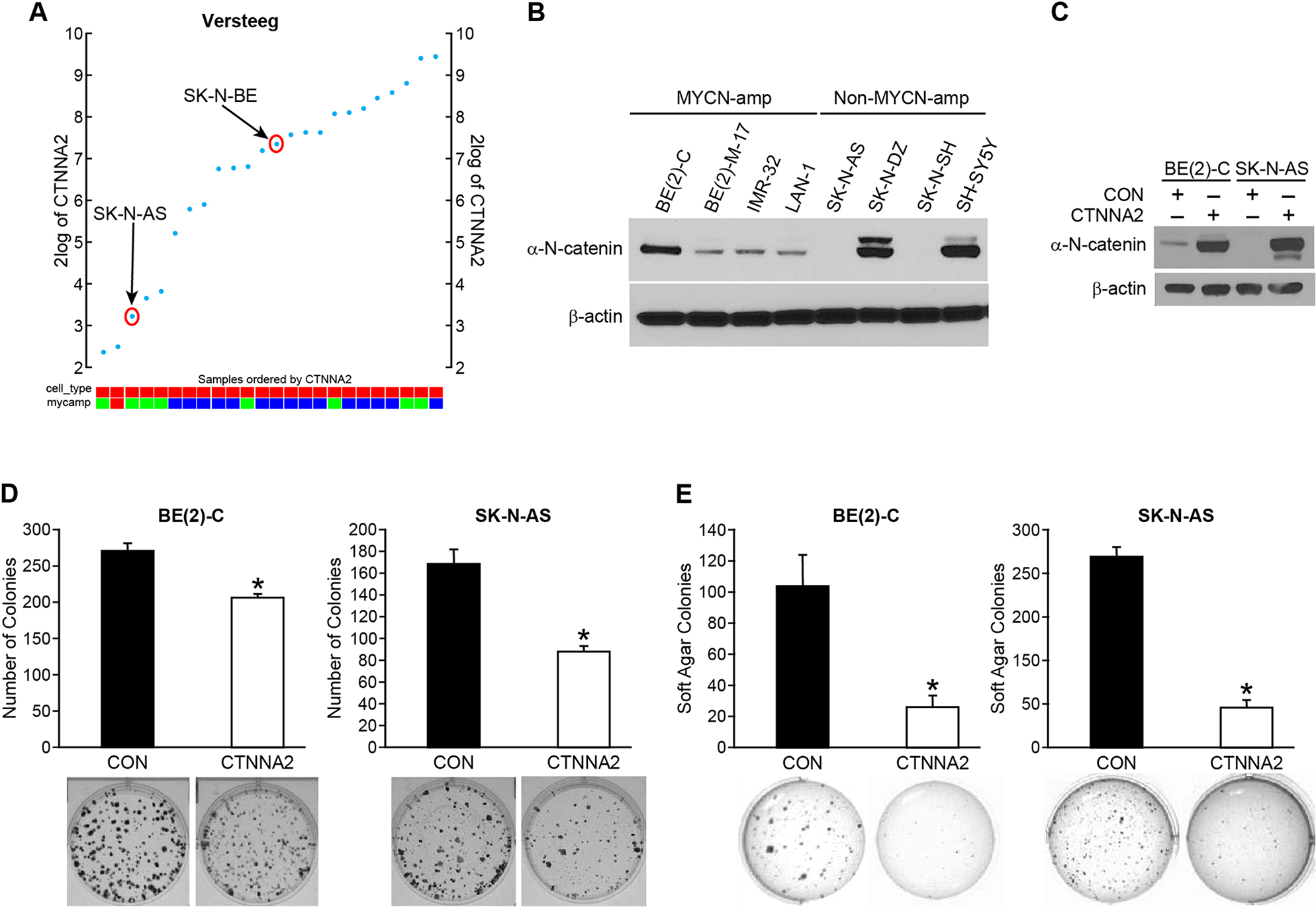 α-N-catenin inhibits colony formation and anchorage-independent growth of human neuroblastoma cells