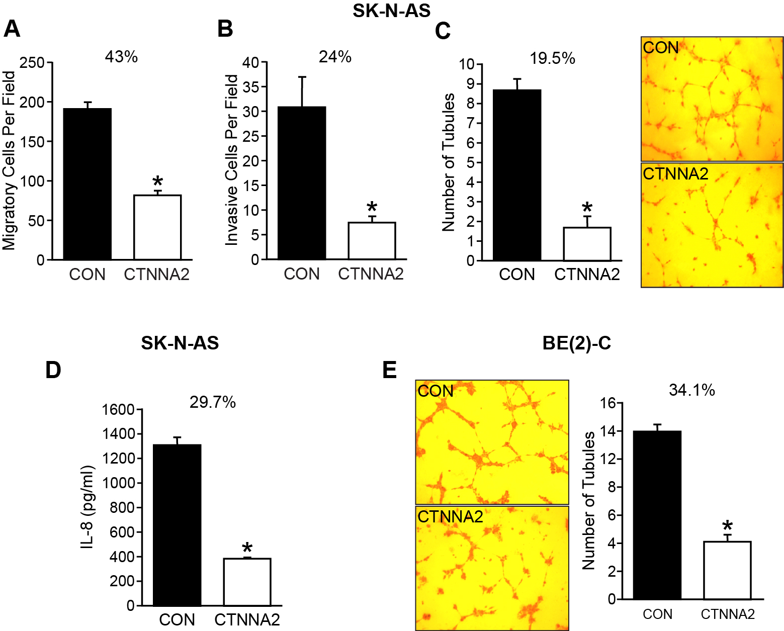 α-N-catenin inhibits migration, invasion, and angiogenesis in vitro