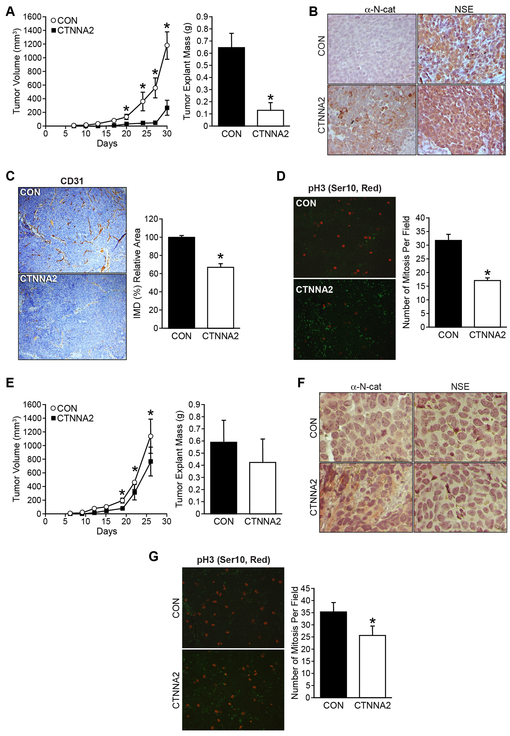 α-N-catenin inhibits tumor growth in tumor xenograft mouse model
