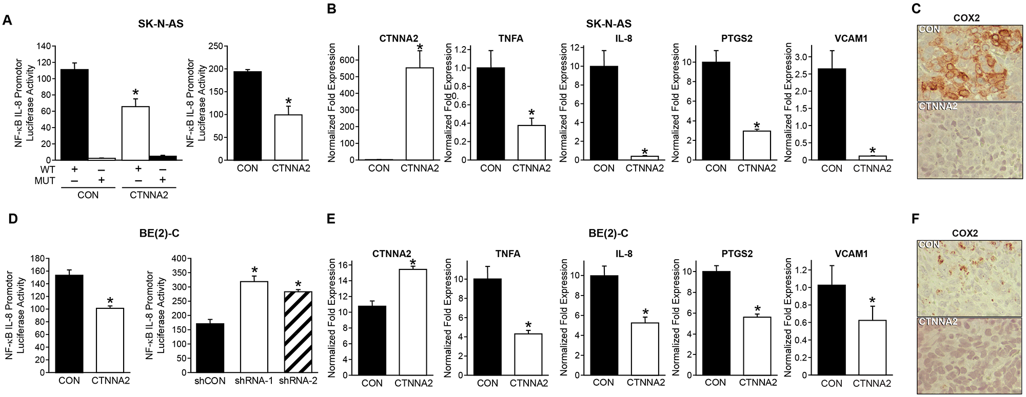 α-N-catenin inhibits NF-κB signaling in neuroblastoma cells