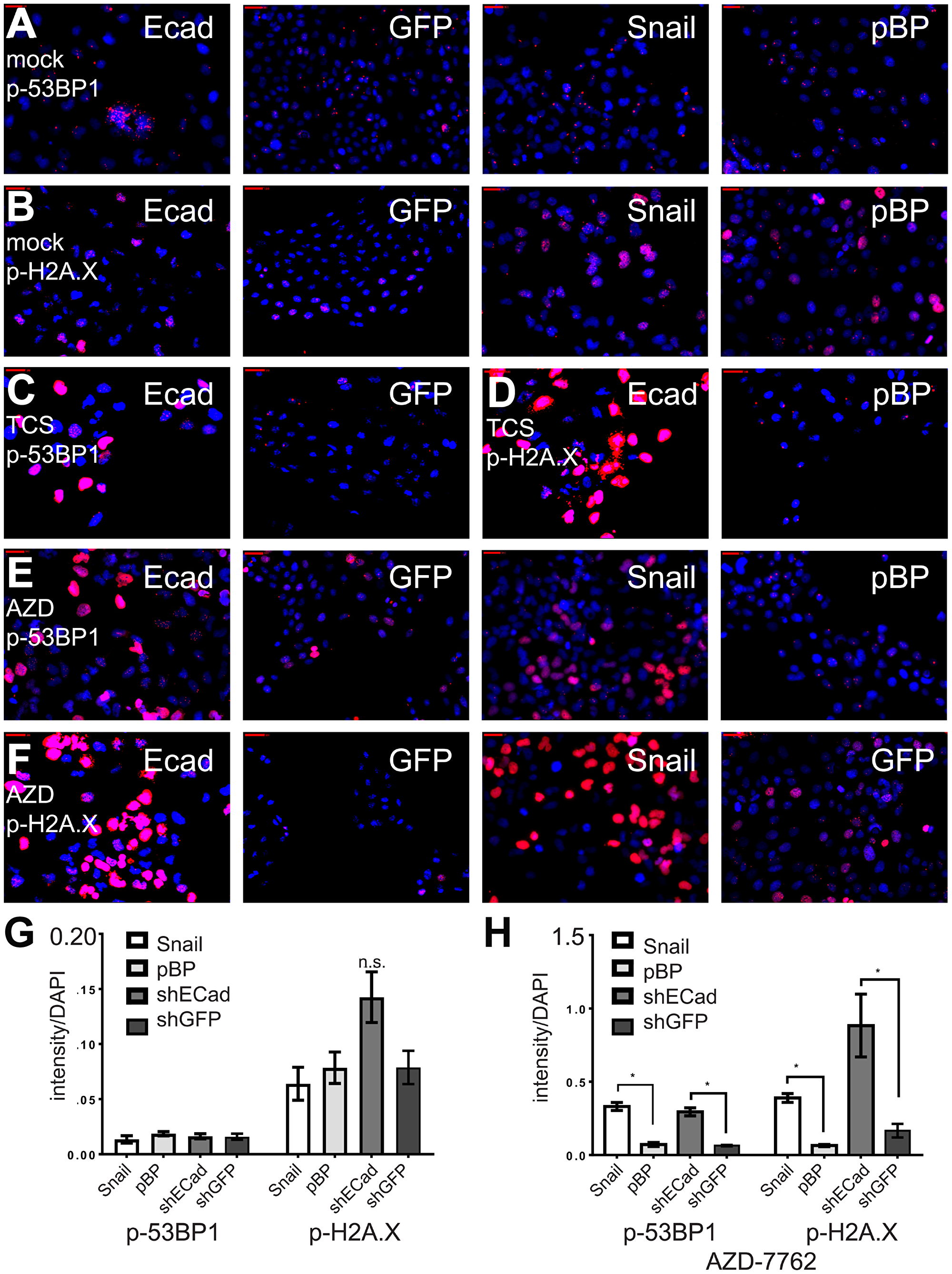 CHK1 inhibitors protect induced EMT cells from DNA damage.