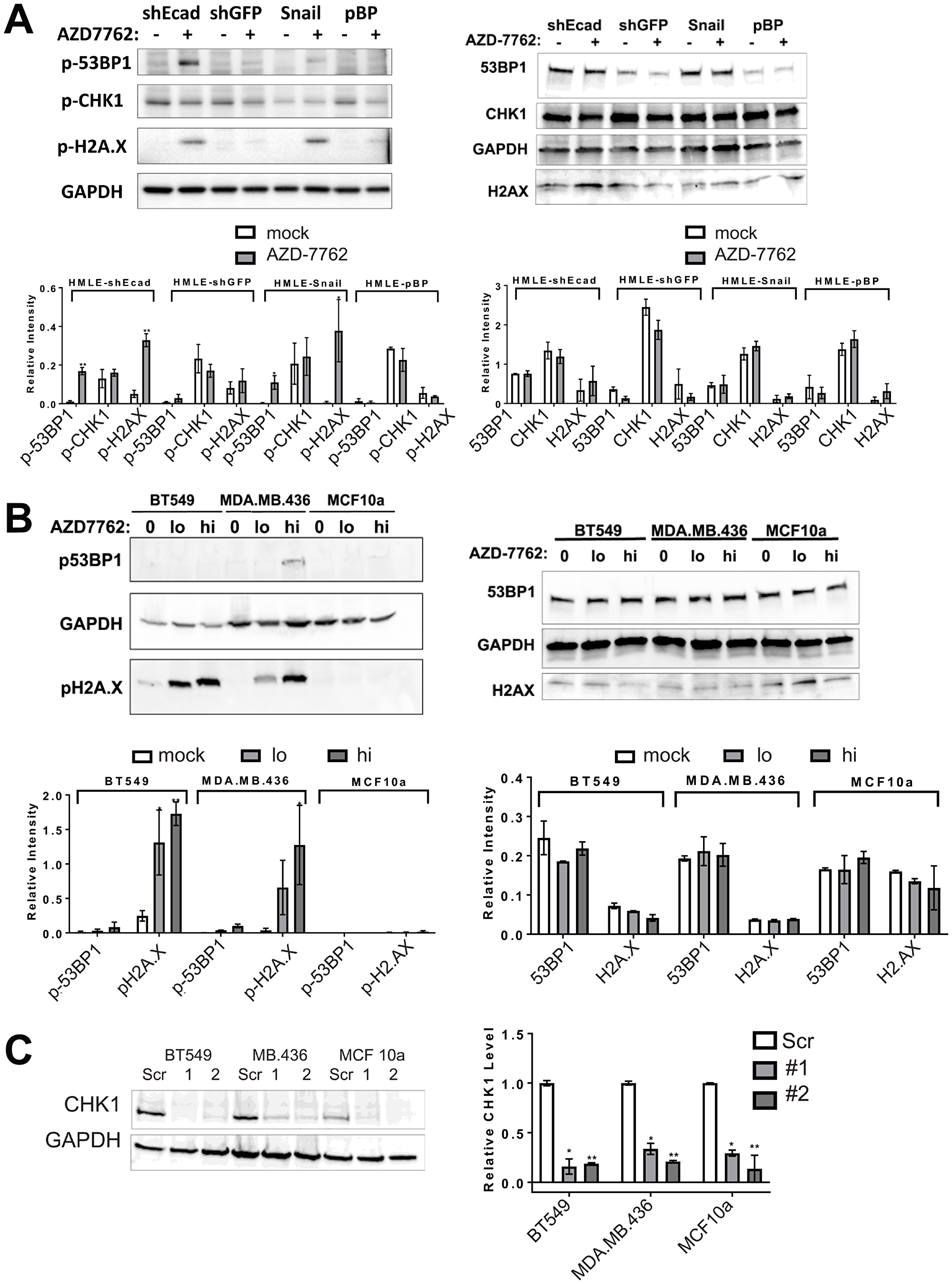 CHK1 inhibitors or CHEK1 knockdown induce DNA damage in breast cancer cell lines.