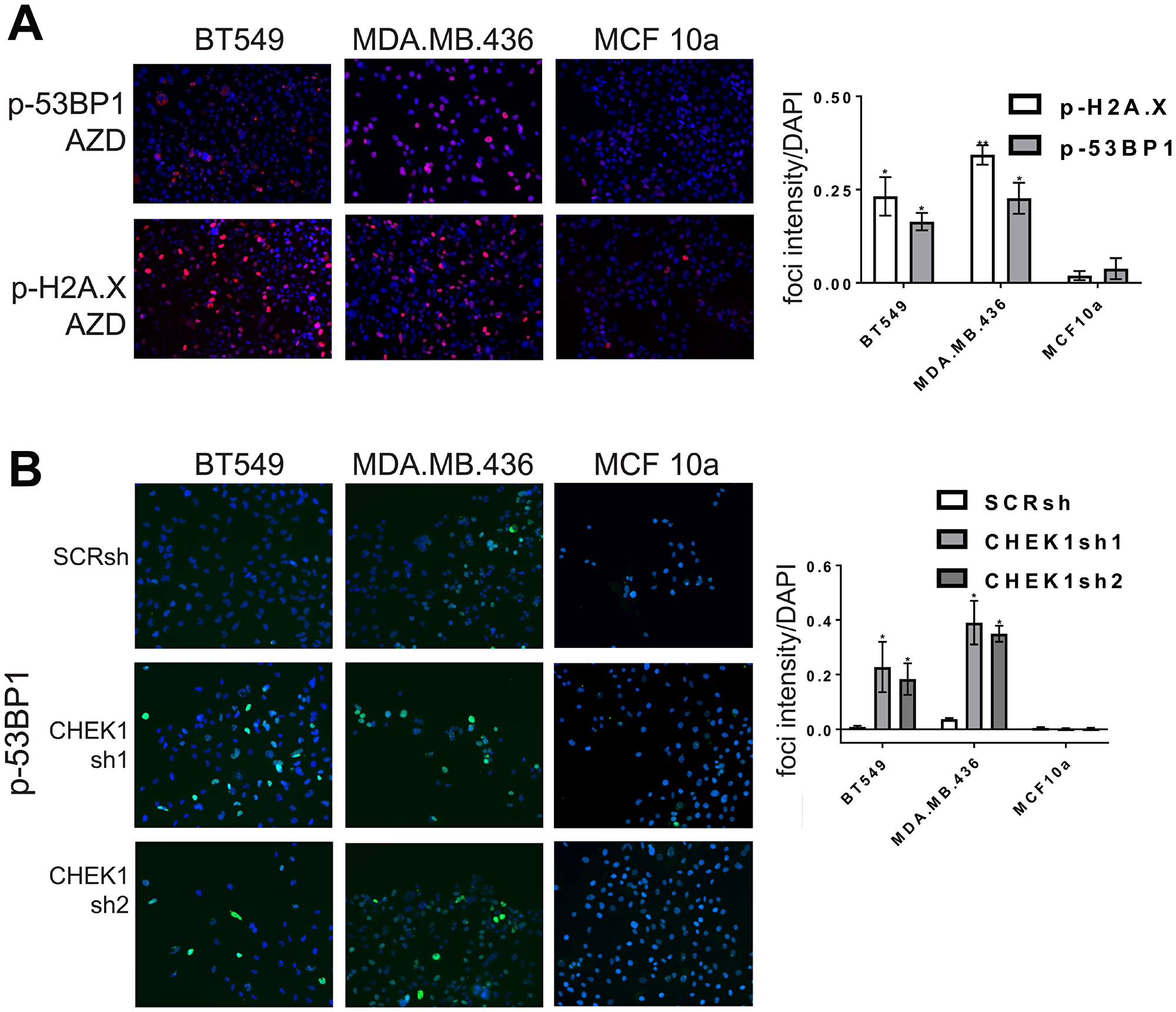 CHK1 inhibitors or CHEK1 knockdown induce DNA damage in breast cancer cell lines.
