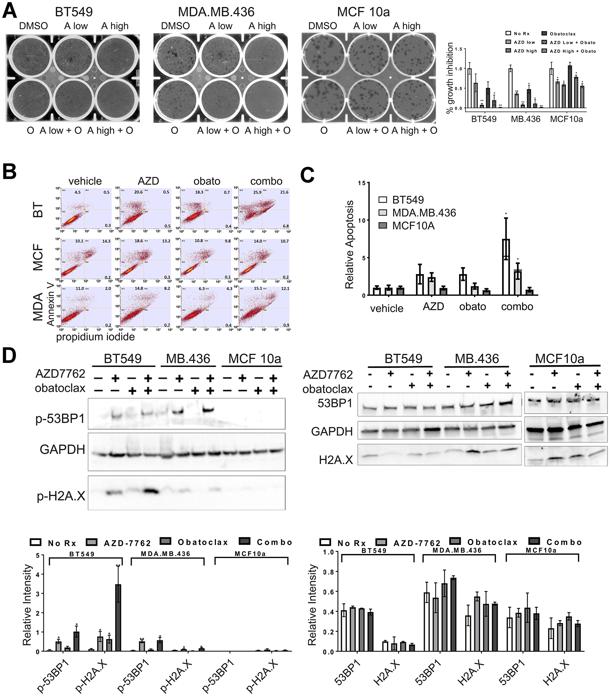 Single agent and combination treatment with AZD-7762 and obatoclax.
