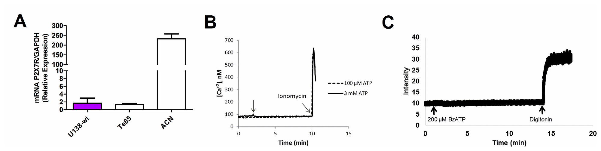 Characterization of the P2X7R in the U138-wt glioma cell line.