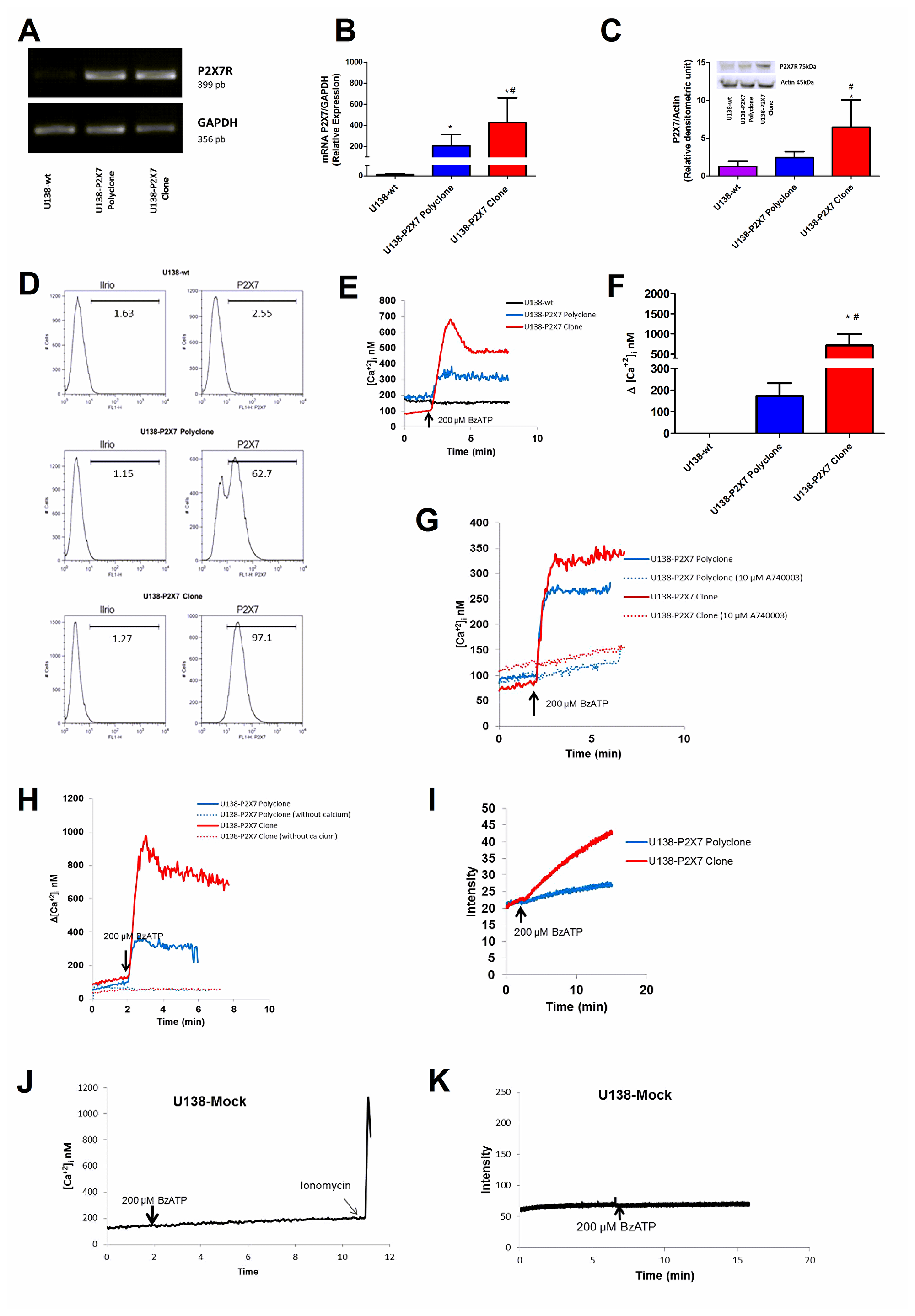 Characterization of P2X7R-mediated responses in U138-wt, U138-P2X7 polyclone and U138-P2X7 clone glioma cells.