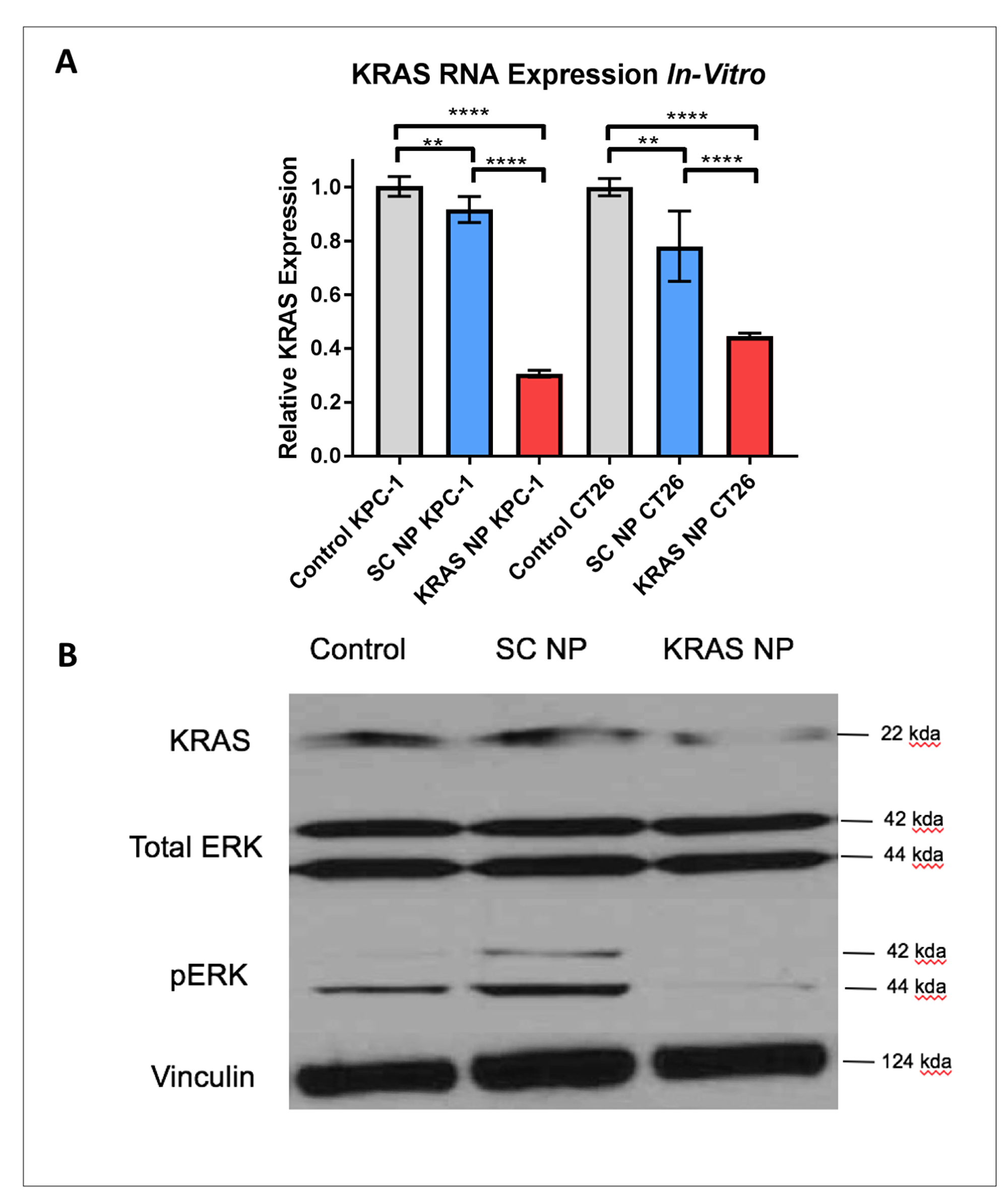 KRAS expression is reduced significantly in KPC-1 pancreatic cancer cells and CT26 colorectal cancer cells.