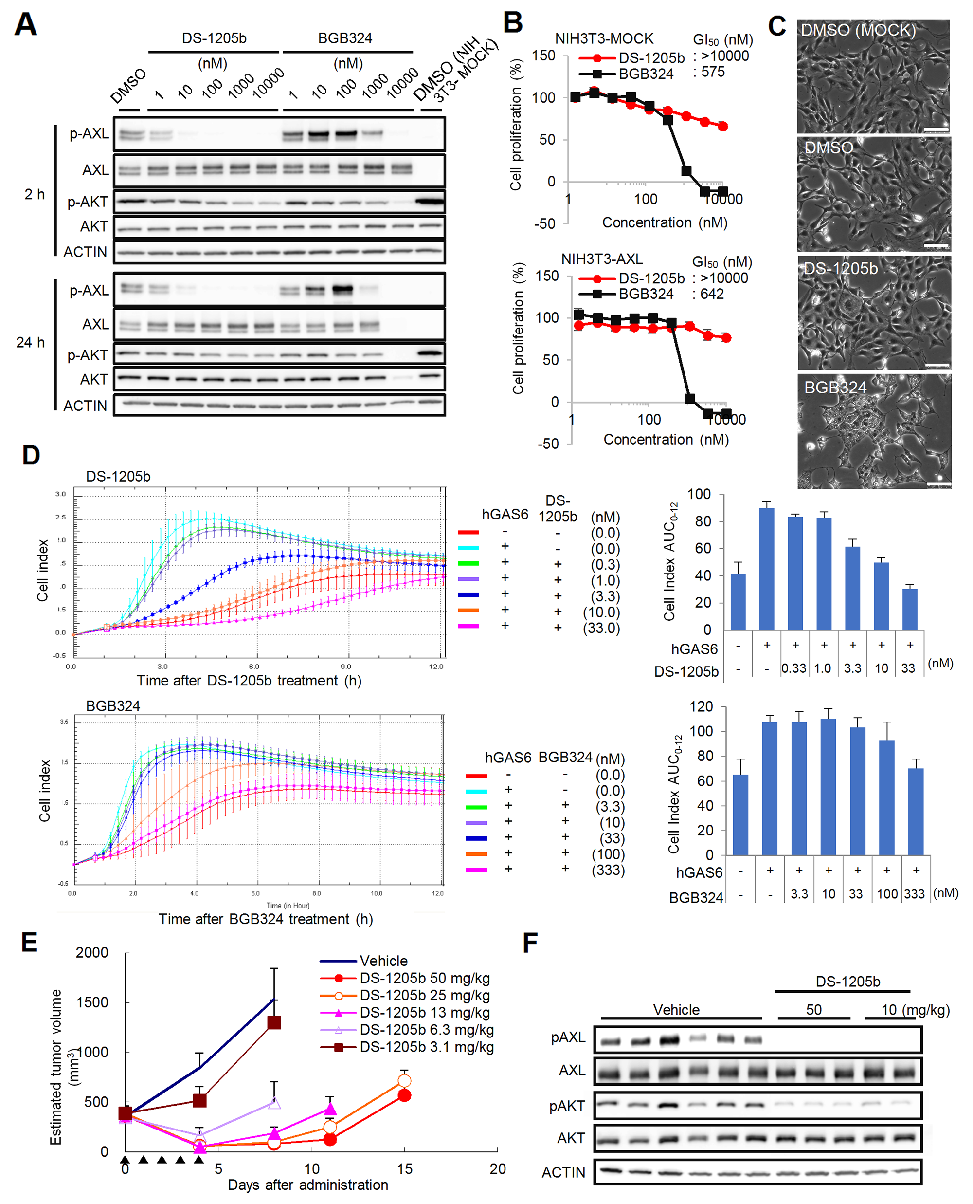 Effects of DS-1205b and/or BGB324 in NIH3T3-AXL cells in vitro and in vivo