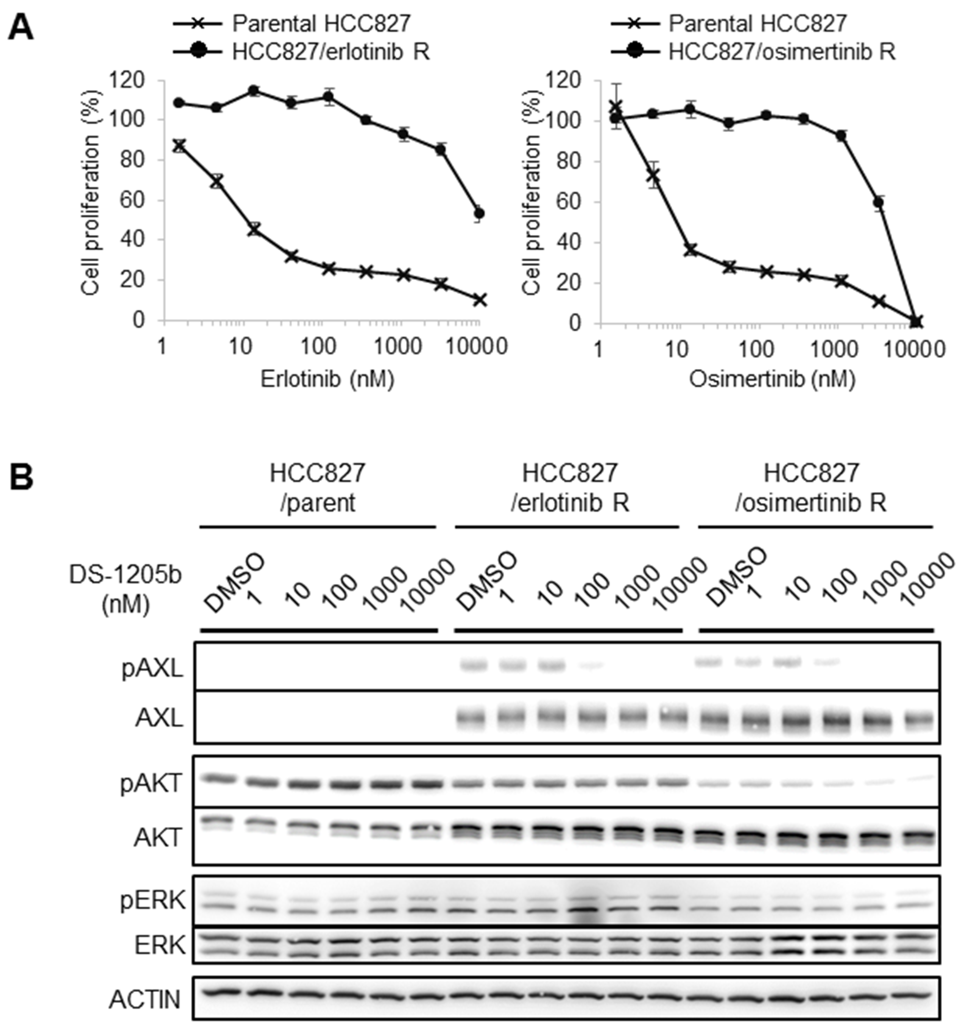 Generation of erlotinib- or osimertinib-resistant cells and AXL expression