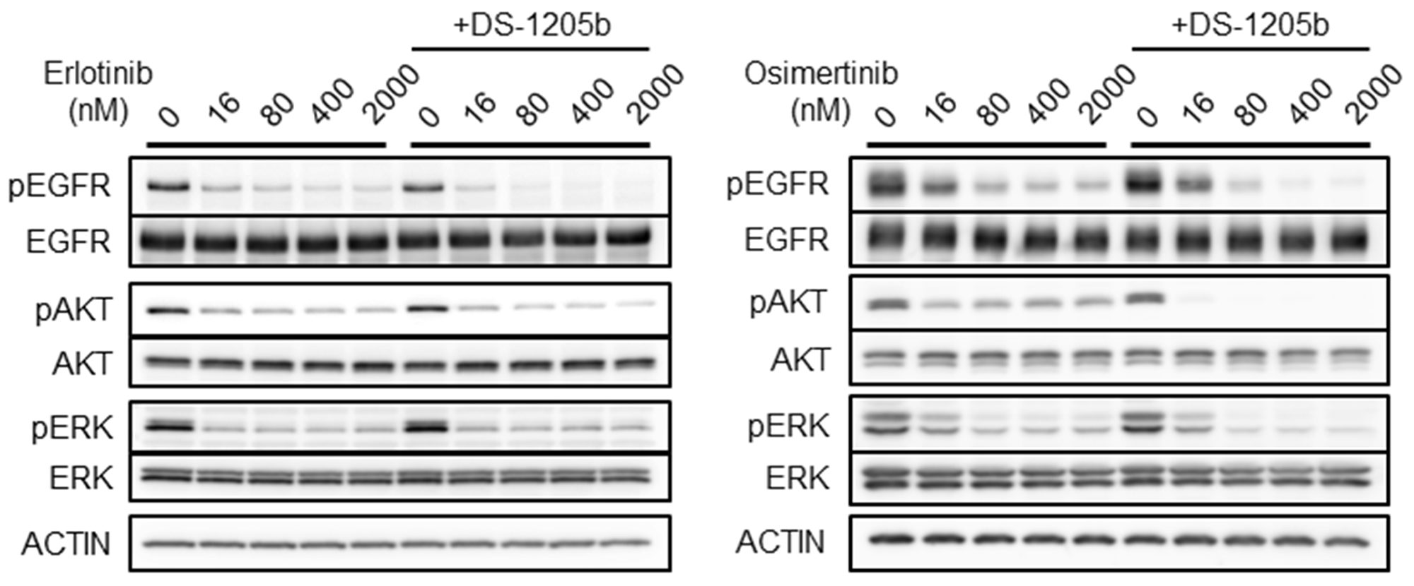Combination treatment with erlotinib or osimertinib and DS-1205b inhibits AXL signaling in vitro