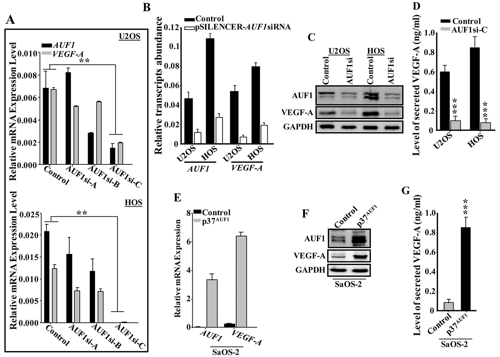 AUF1 positively controls the expression of VEGF-A.