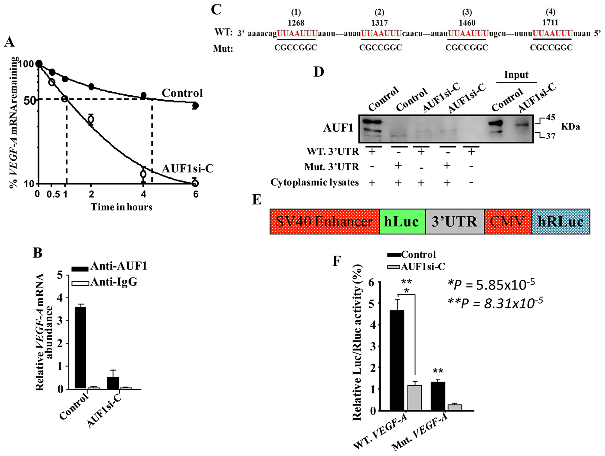 AUF1 binds to and stabilizes the VEGF-A mRNA.