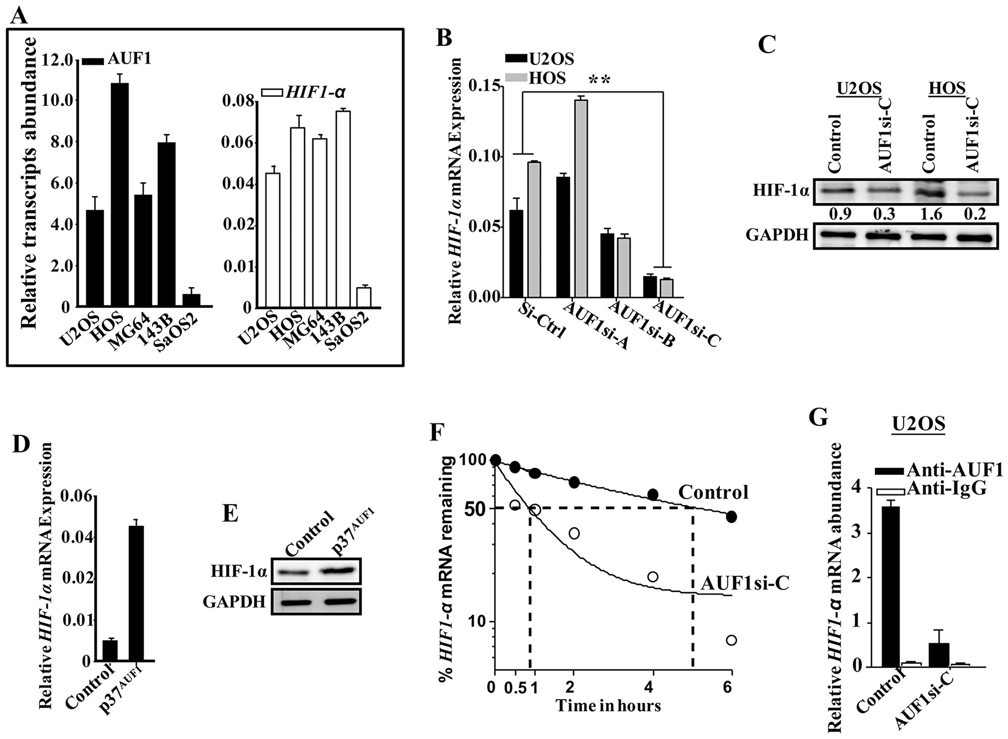 AUF1 stabilizes the HIF-1α mRNA.
